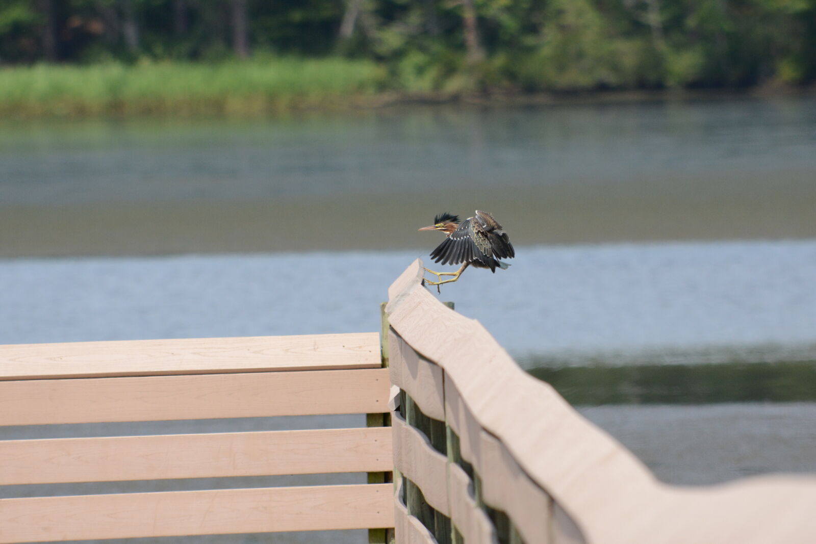 Nikon D7100 sample photo