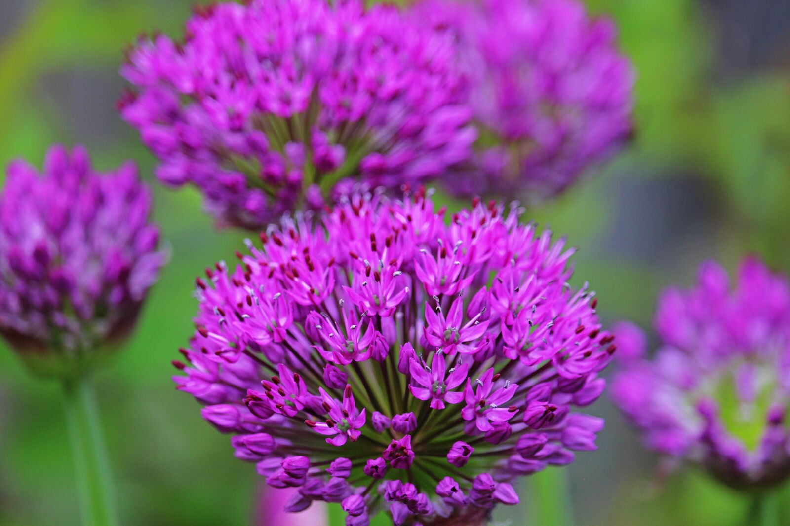 Canon EOS 700D (EOS Rebel T5i / EOS Kiss X7i) sample photo. Ornamental onion, flower bed photography