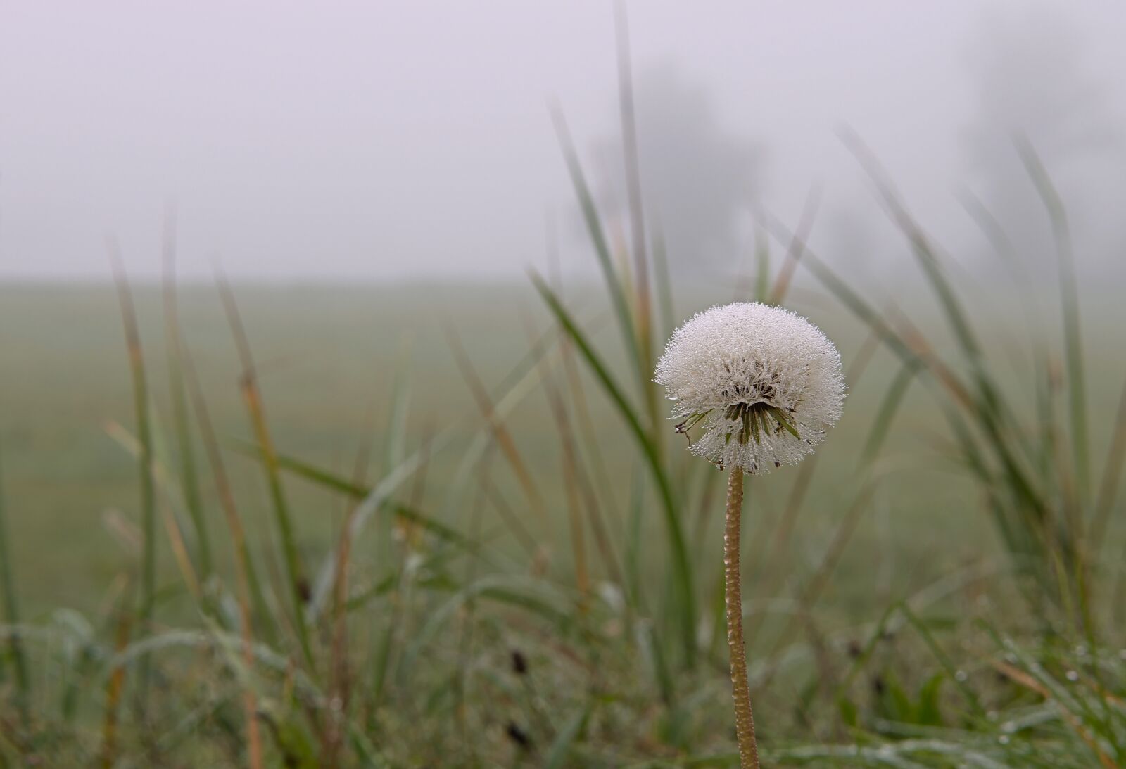 Nikon D5600 sample photo. Autumn pictures, autumn, dandelion photography