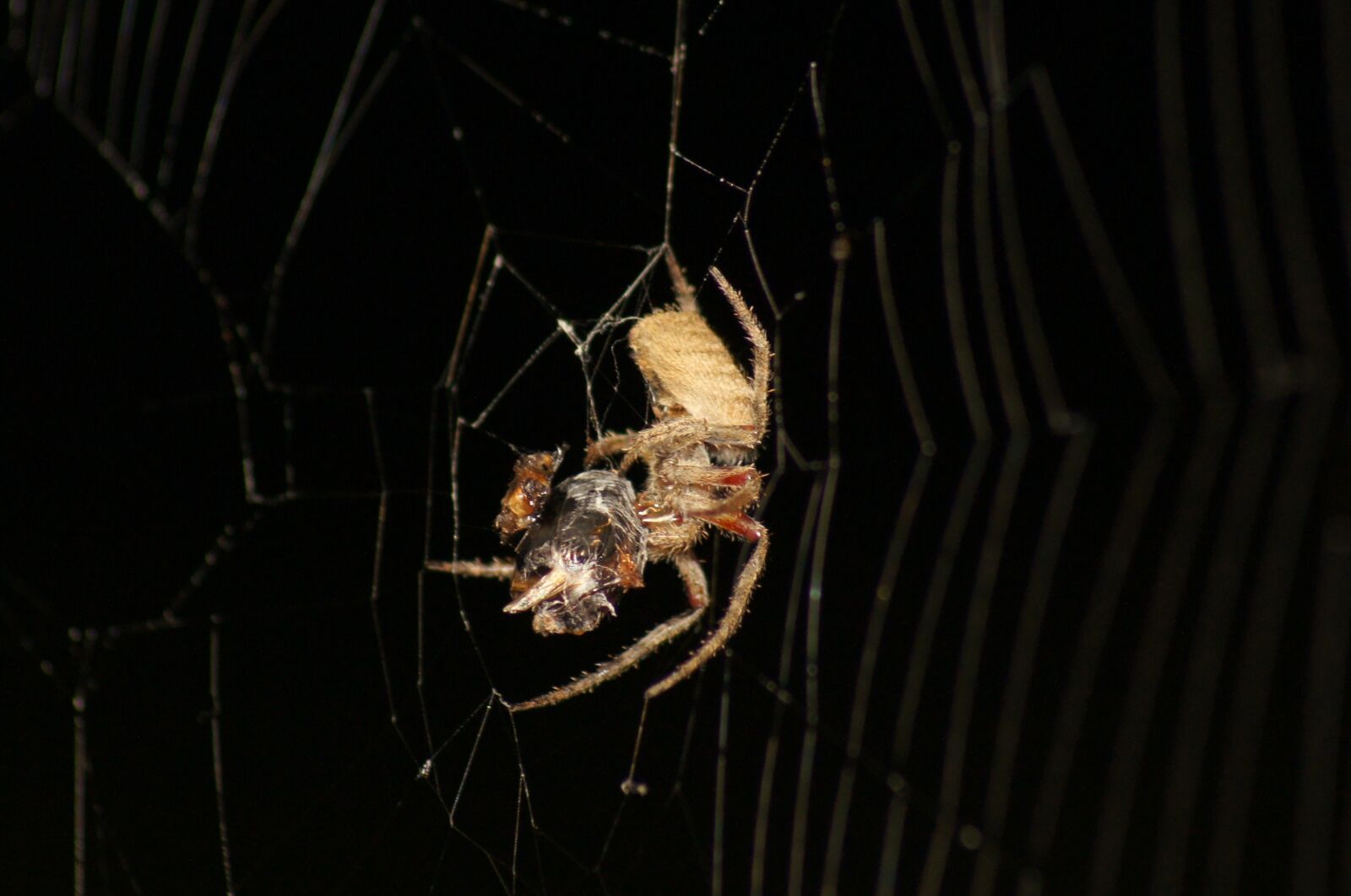 Sony SLT-A55 (SLT-A55V) sample photo. Insects, nature, finlandia photography