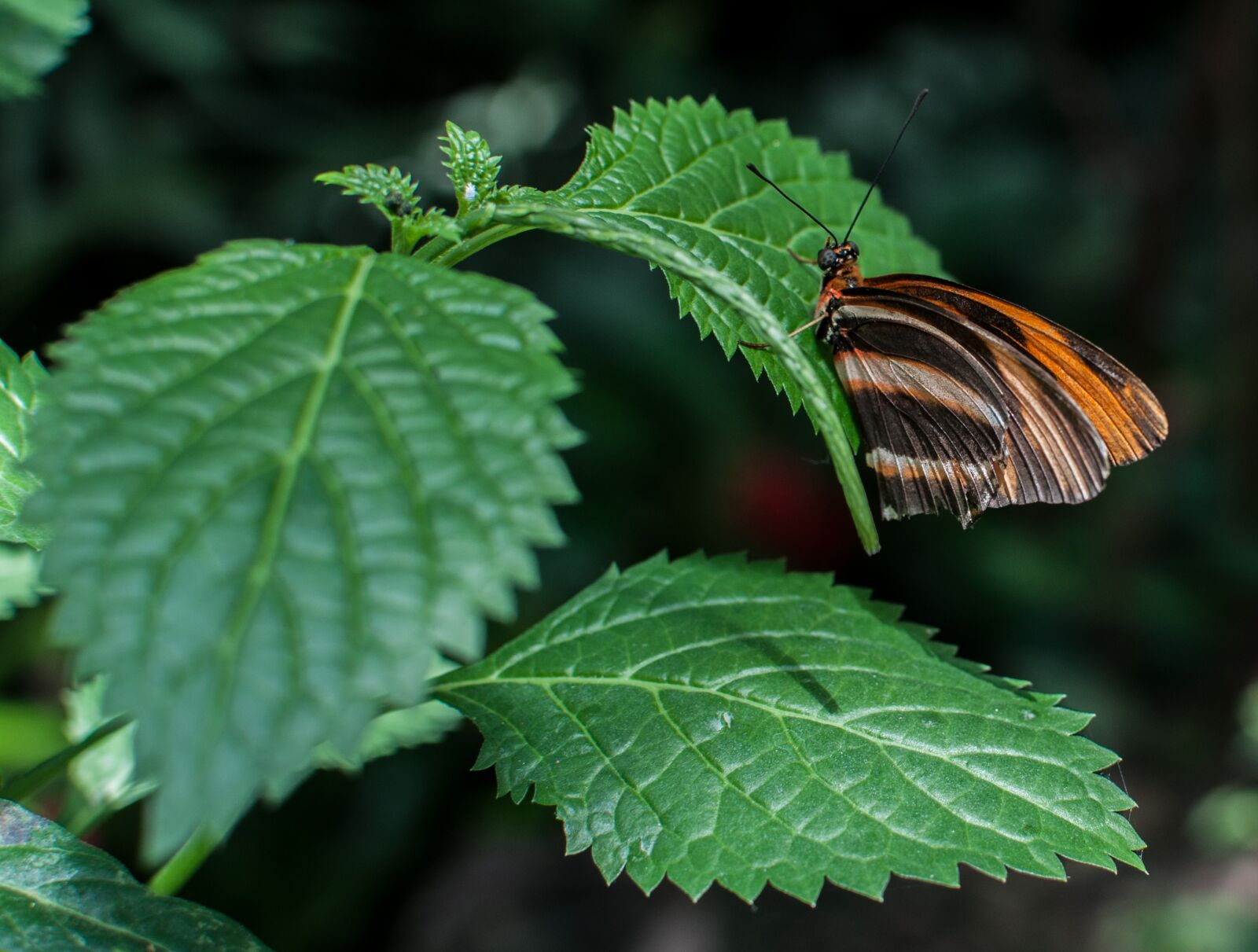 Nikon D5000 sample photo. Butterfly, thistle, animal photography