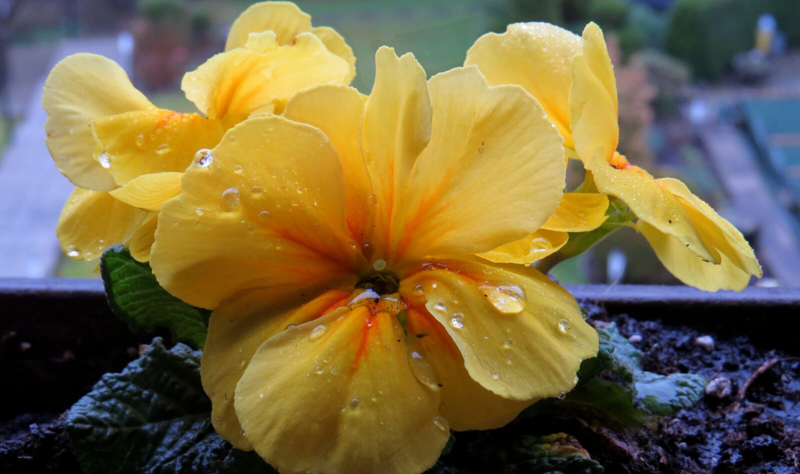 Canon PowerShot SX50 HS sample photo. Cowslip, raindrop, yellow photography