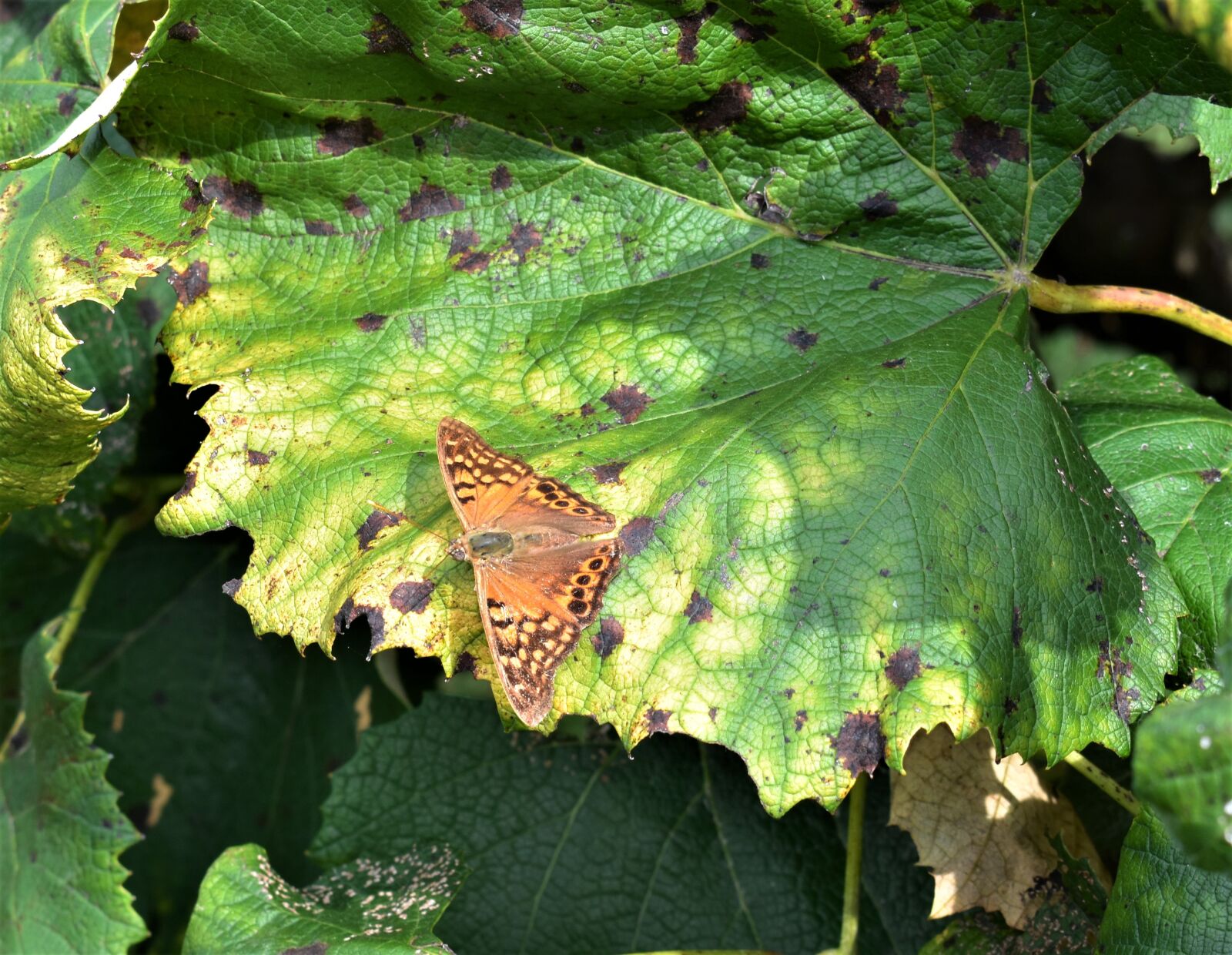 Nikon D3400 sample photo. Butterfly, grape leaf, summer photography