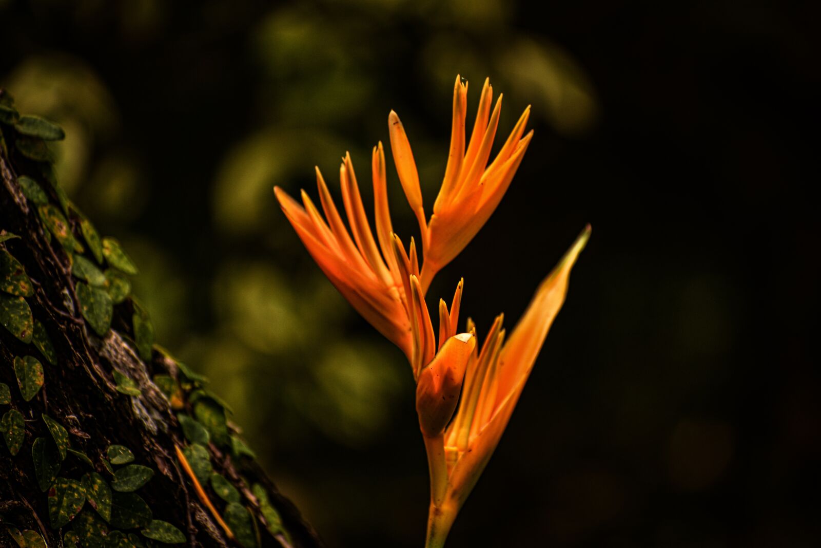 Nikon D3400 sample photo. Plant, colour, orange photography