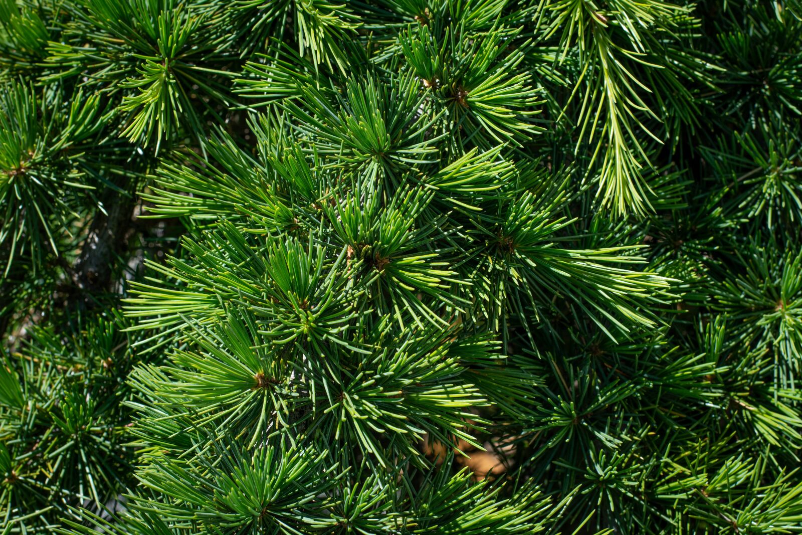 Nikon D7100 sample photo. Conifer, green, garden photography