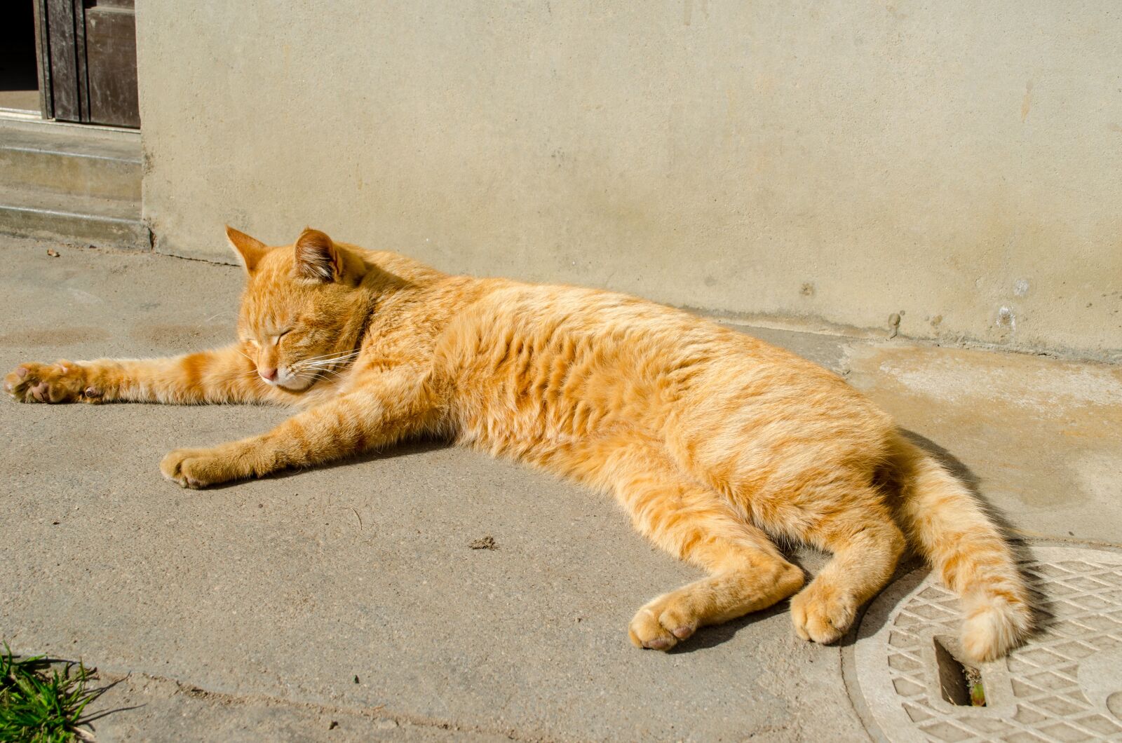 Nikon D5100 sample photo. Cat, animal, natural photography