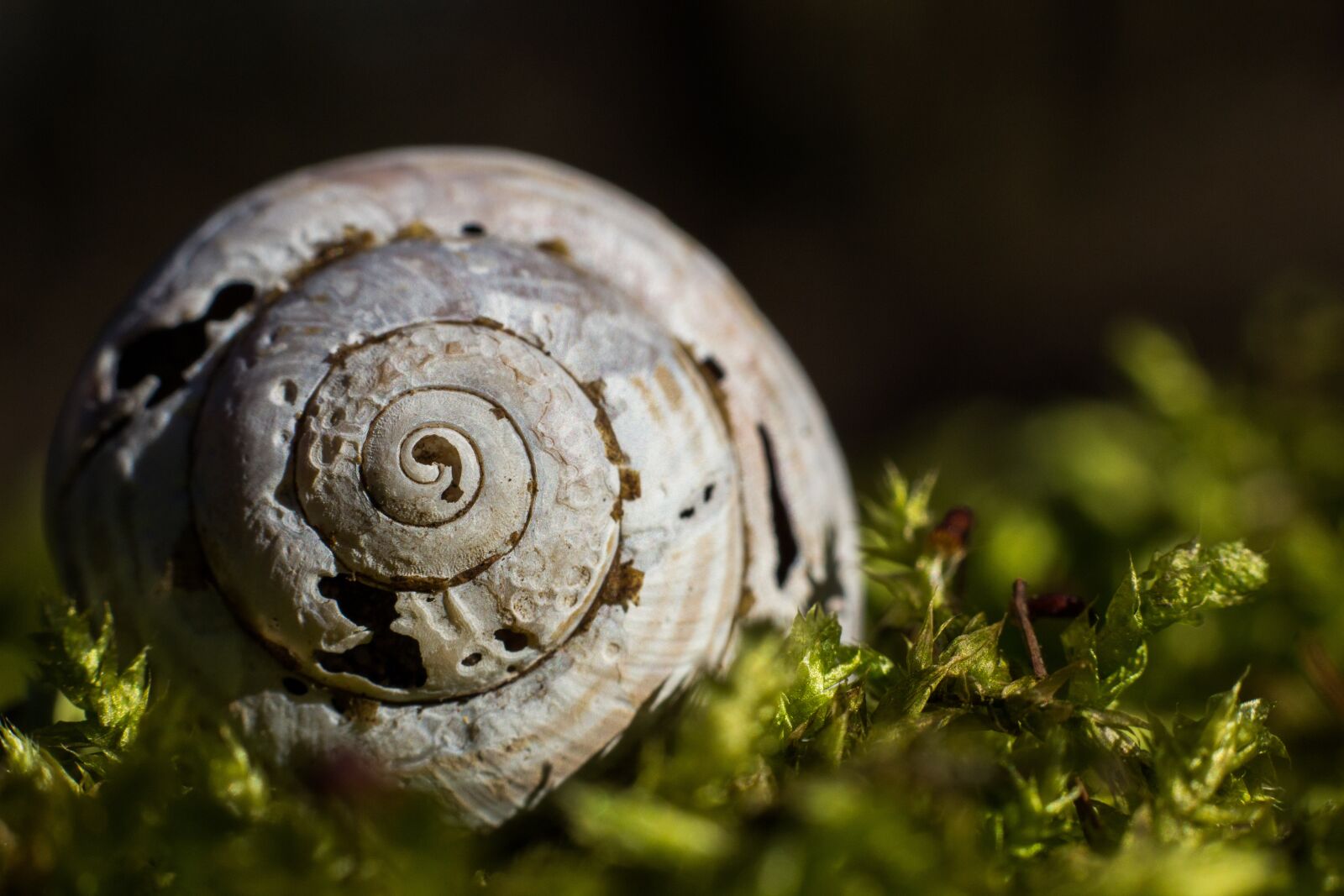 Canon EOS 600D (Rebel EOS T3i / EOS Kiss X5) + Canon EF 50mm F1.8 STM sample photo. Snail, nature, forest photography