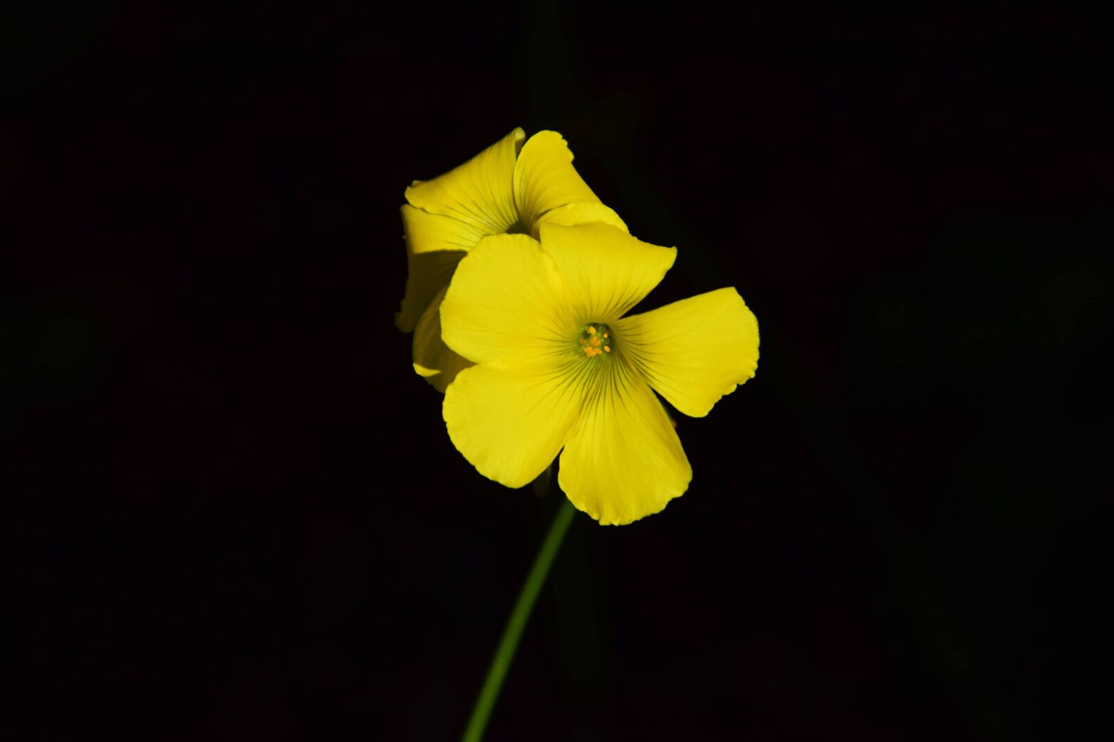 Nikon D3300 sample photo. Nature, herb, plant, yellow photography