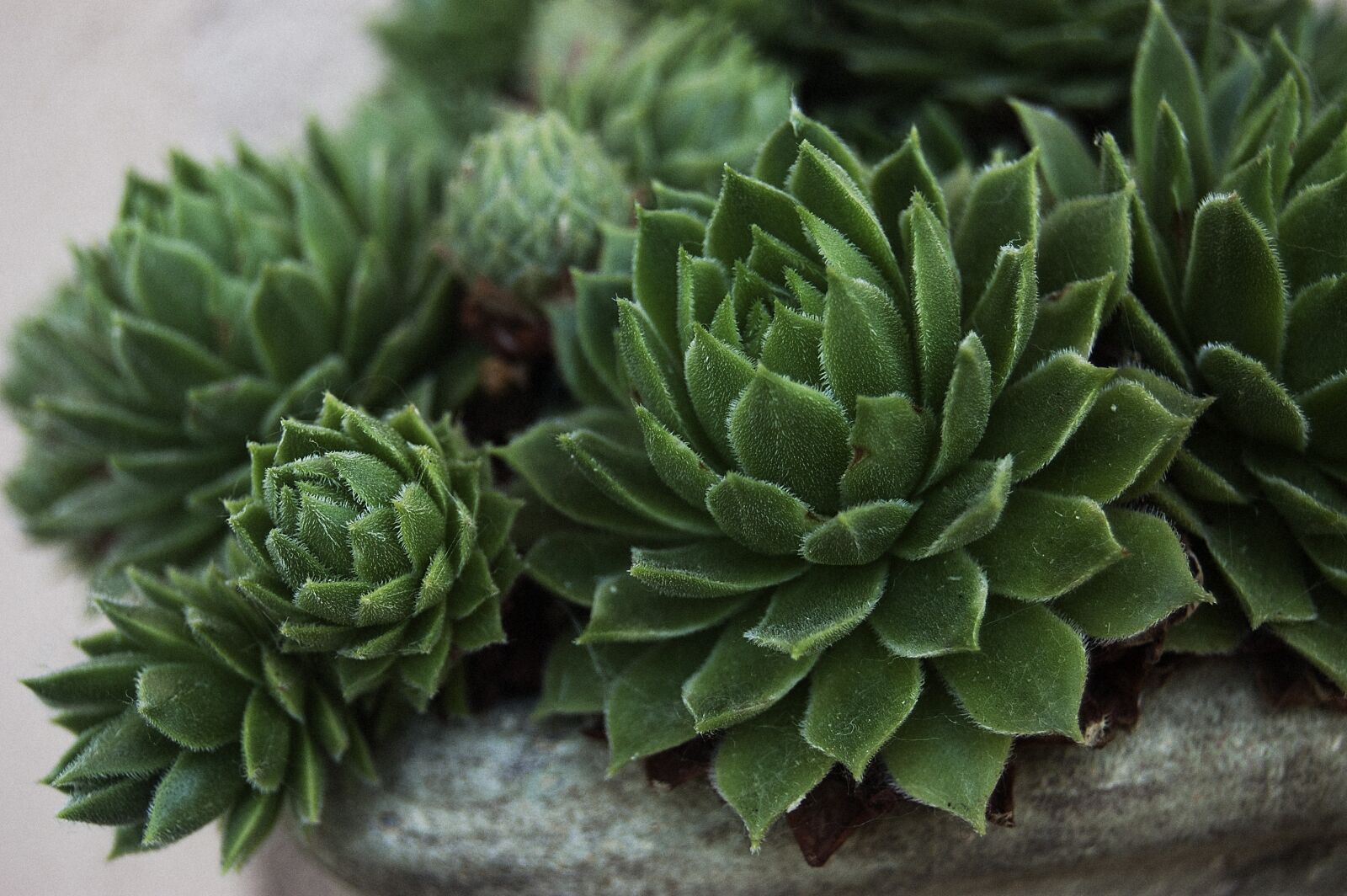 Nikon D40 sample photo. Nature, macro, stonecrop photography