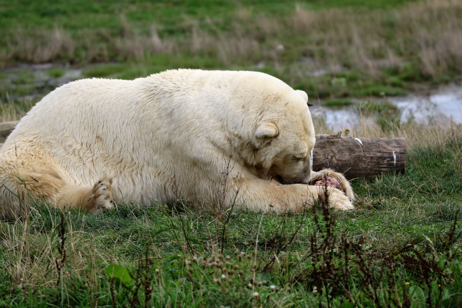 Canon EOS 7D Mark II sample photo. Polar bear, white, bear photography