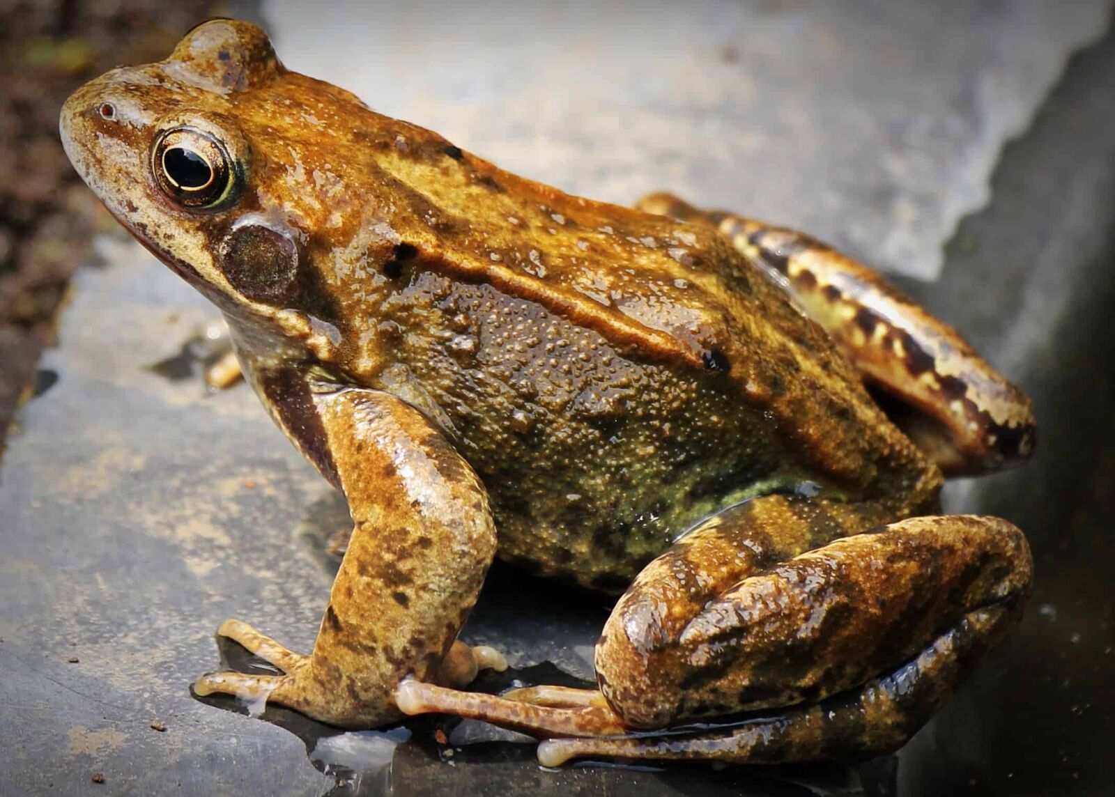 Canon EOS 550D (EOS Rebel T2i / EOS Kiss X4) sample photo. Wildlife, brown frog, wet photography