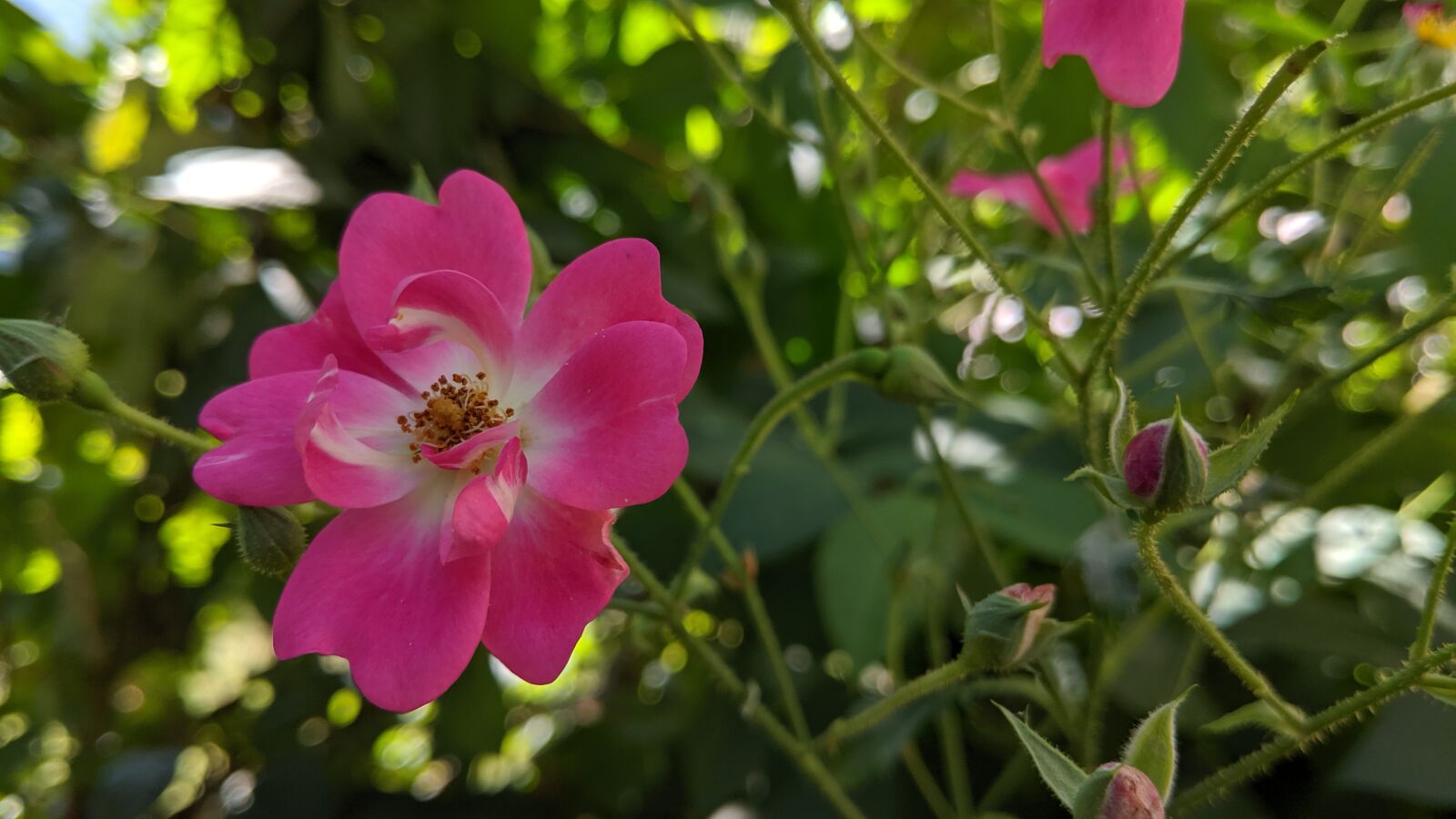 Google Pixel 2 sample photo. Flowers, wildflowers, nature photography