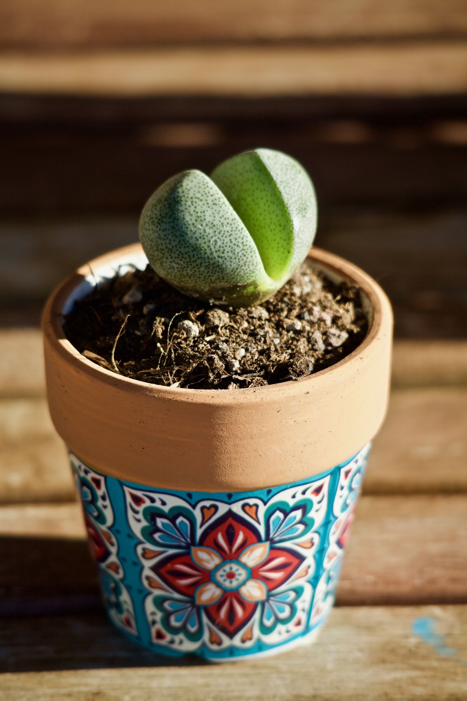 Canon EOS M sample photo. Succulent plant, lithops, plant photography