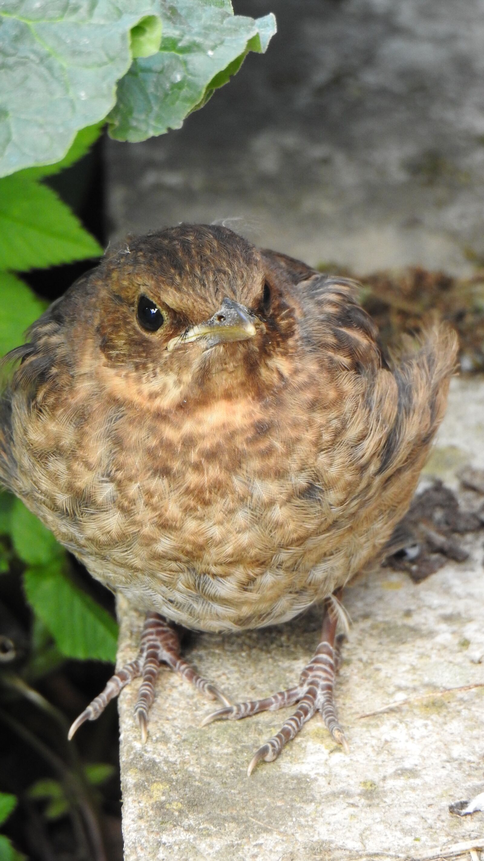 Nikon Coolpix P900 sample photo. Blackbird, chicks, bird photography