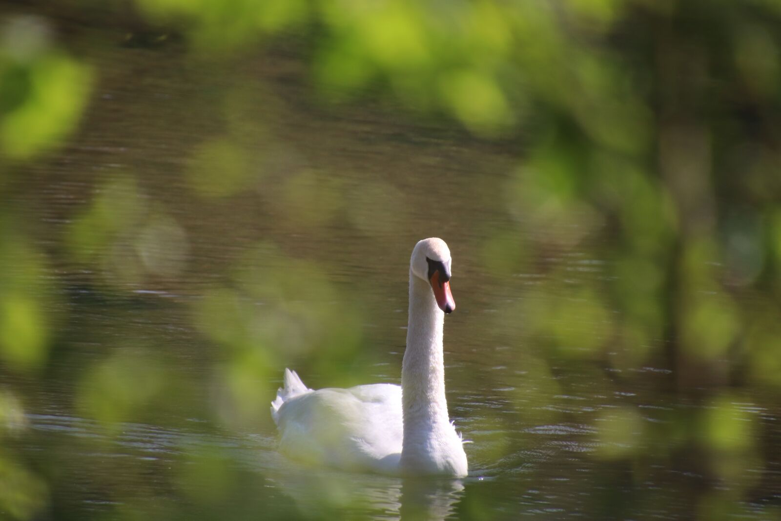 Canon EOS 800D (EOS Rebel T7i / EOS Kiss X9i) sample photo. Swan, birds, white photography