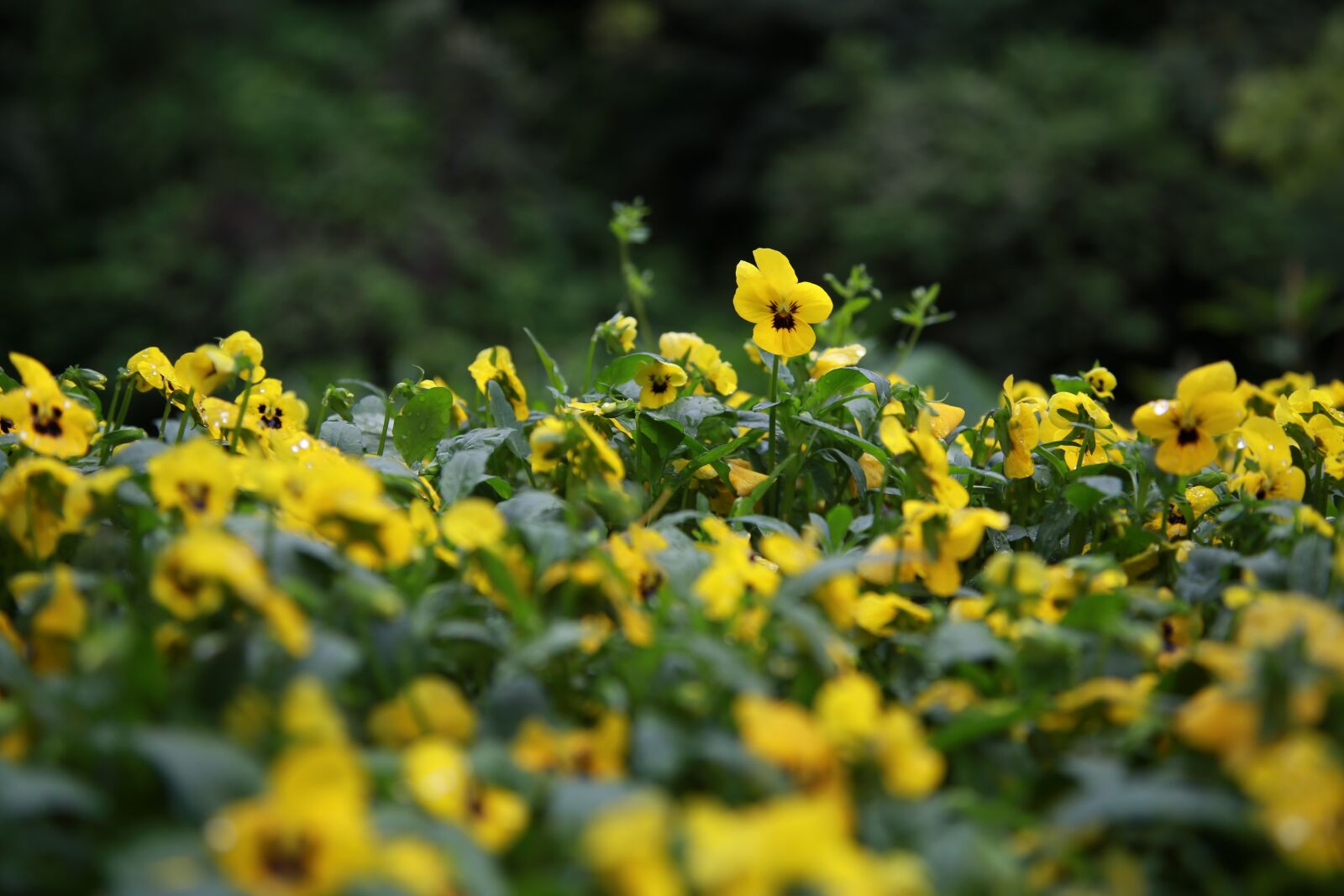 Canon EOS 6D + Canon EF 24-105mm F4L IS USM sample photo. Pansy, flowers, spring photography