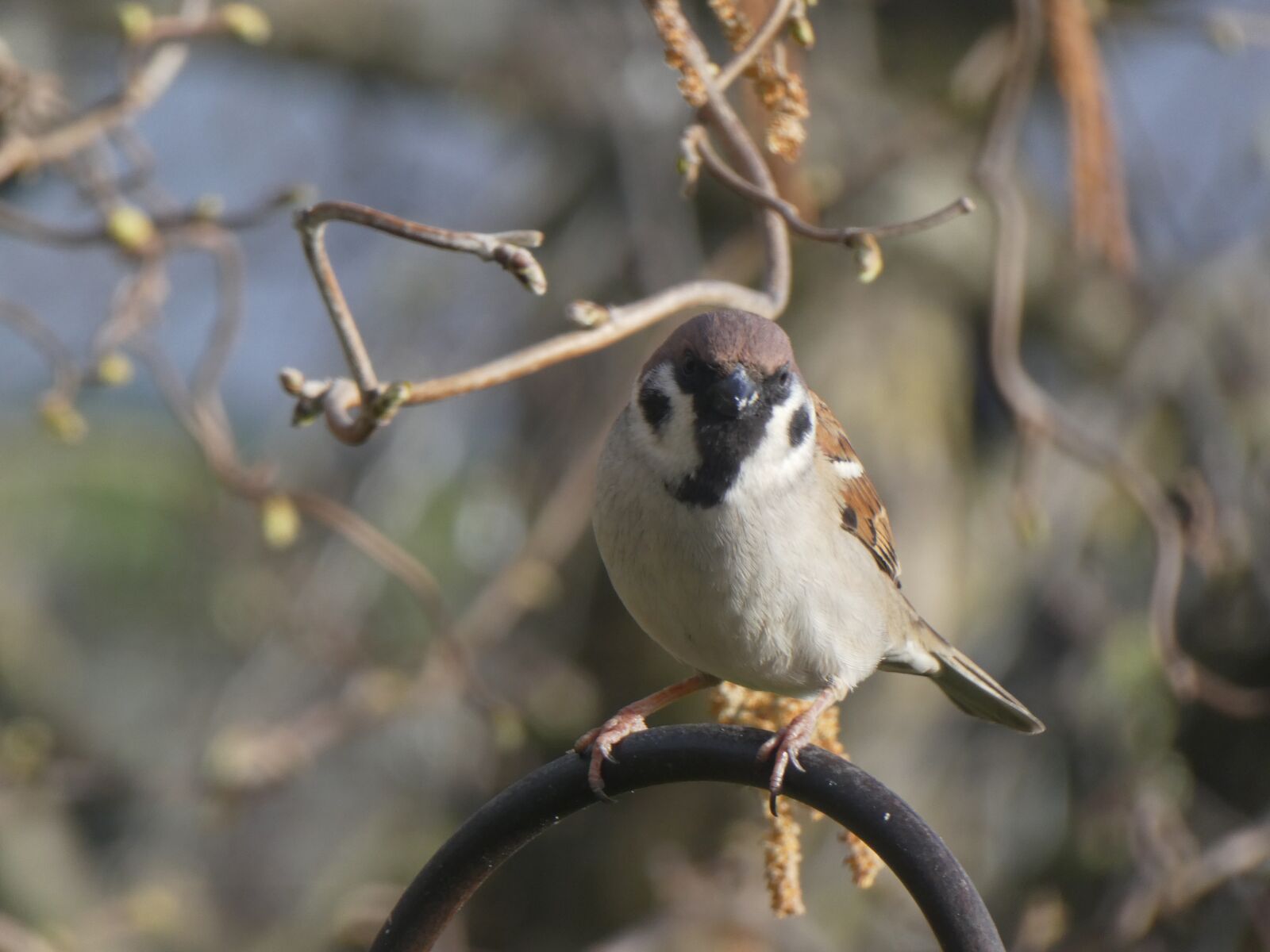 Panasonic DMC-TZ81 sample photo. Tree sparrow, sparrow, bird photography