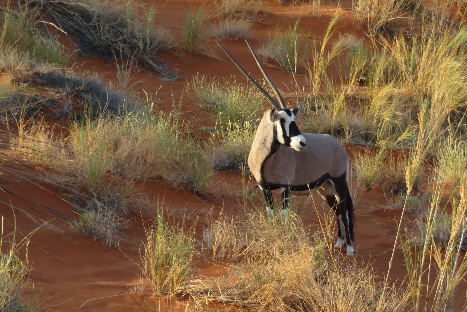 Canon PowerShot SX720 HS sample photo. Oryx, animal, africa photography