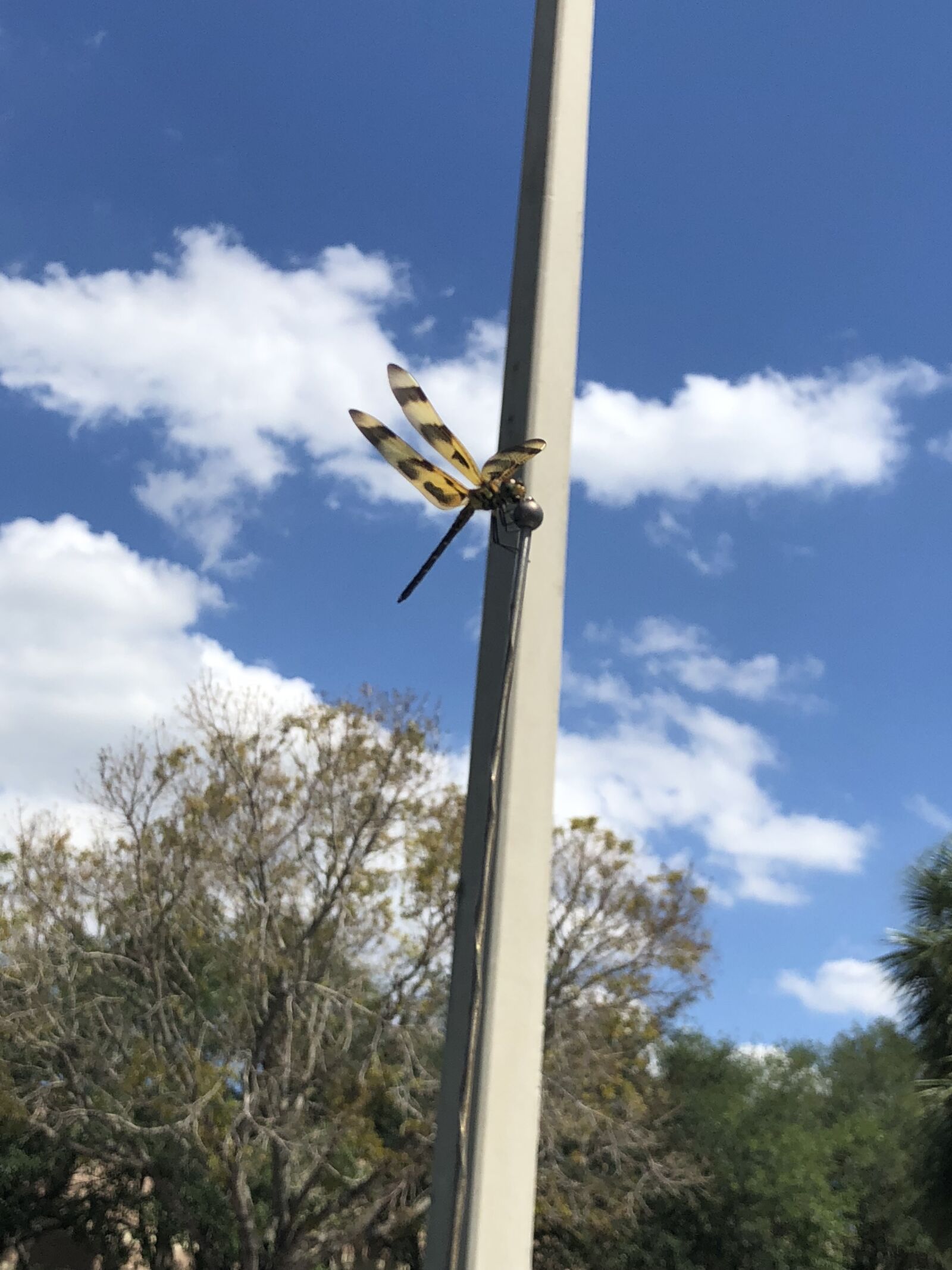 iPhone X back dual camera 4mm f/1.8 sample photo. Tree, sky, dragonfly photography