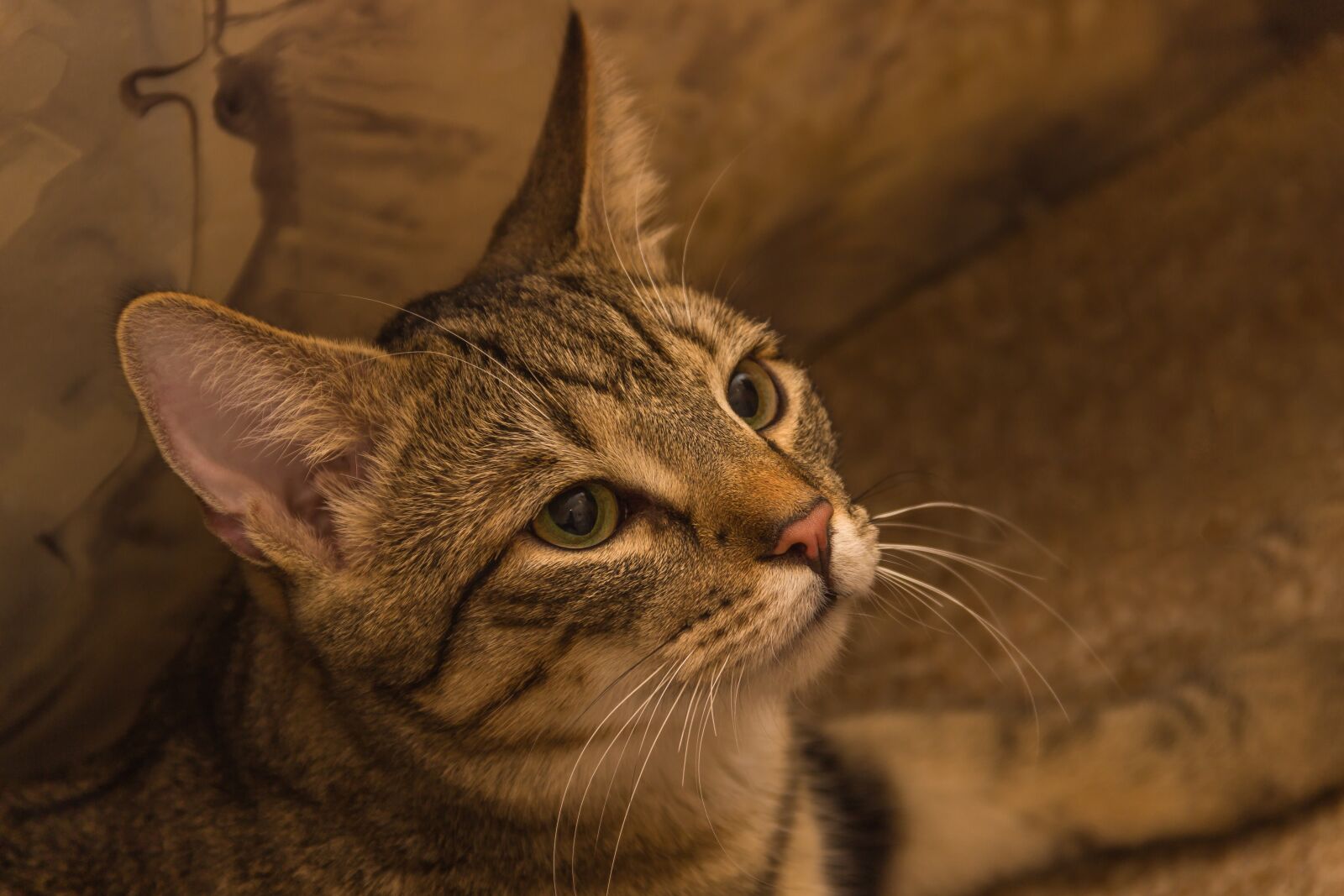 Canon EF-S 18-135mm F3.5-5.6 IS sample photo. Cat, european shorthair, race photography