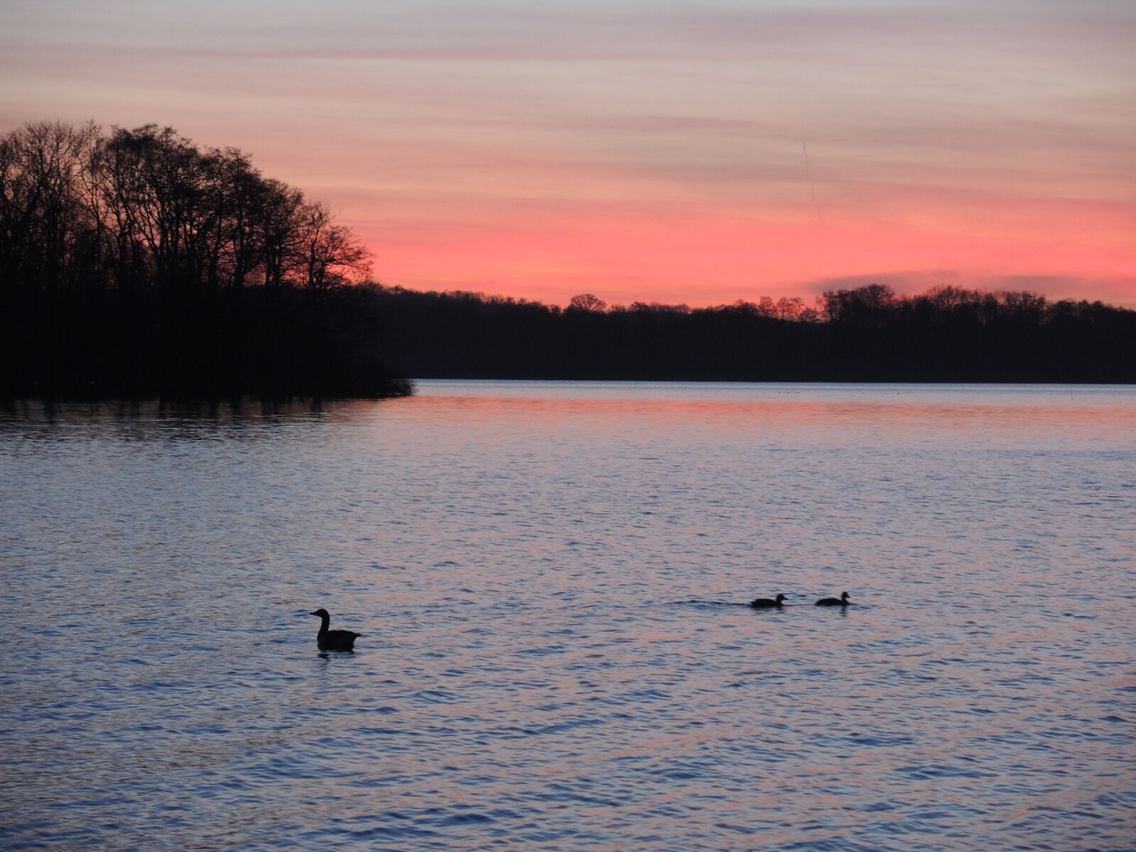 Nikon Coolpix P7800 sample photo. Waterfowl, sunset, nature photography
