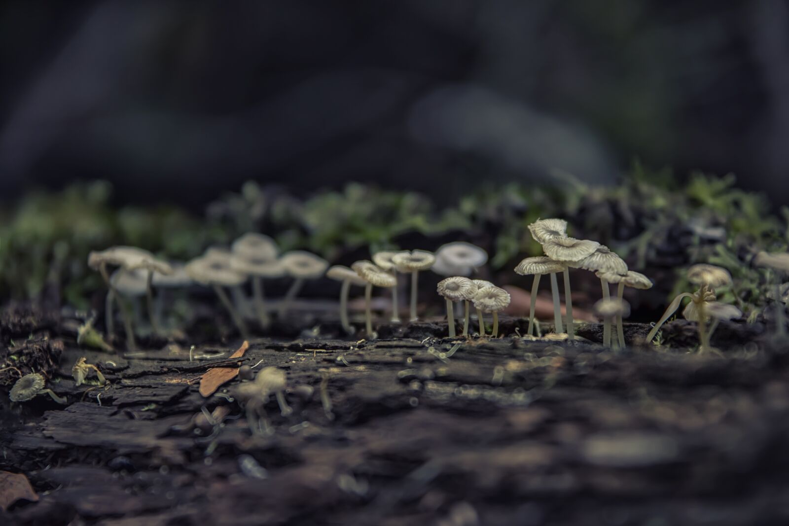 Canon EOS 5D Mark IV + Canon EF 28-300mm F3.5-5.6L IS USM sample photo. Forest, mushrooms, autumn photography
