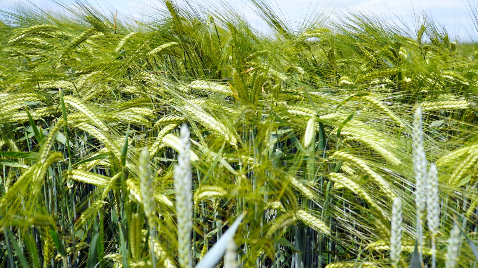 Sony E PZ 18-105mm F4 G OSS sample photo. Cereals, spike, agriculture photography