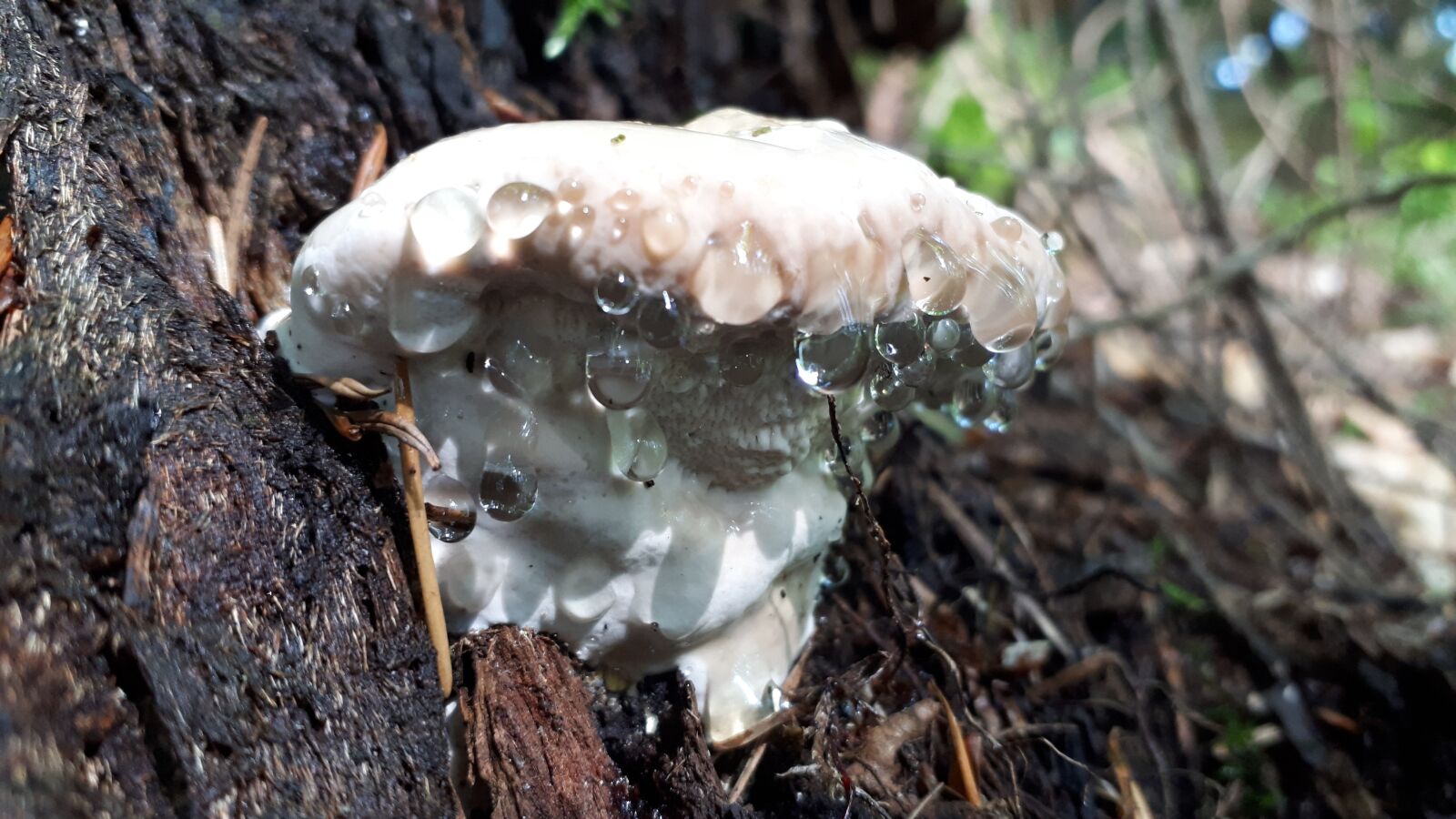 Samsung Galaxy A5(2017) sample photo. Mushroom, drop, waterdrop photography