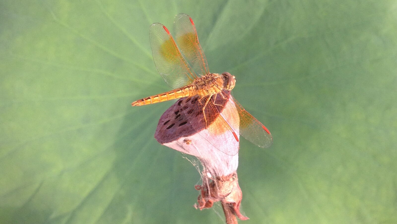 Apple iPhone 4S sample photo. Pretty, dragonfly photography