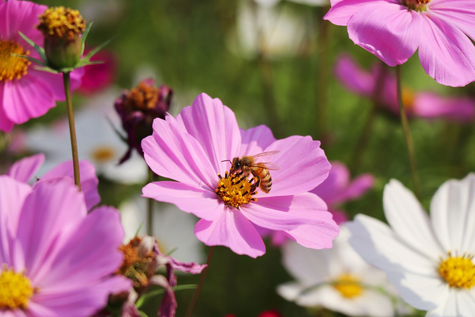 Canon EF-S 18-135mm F3.5-5.6 IS USM sample photo. Flower, bee, gesanghua photography