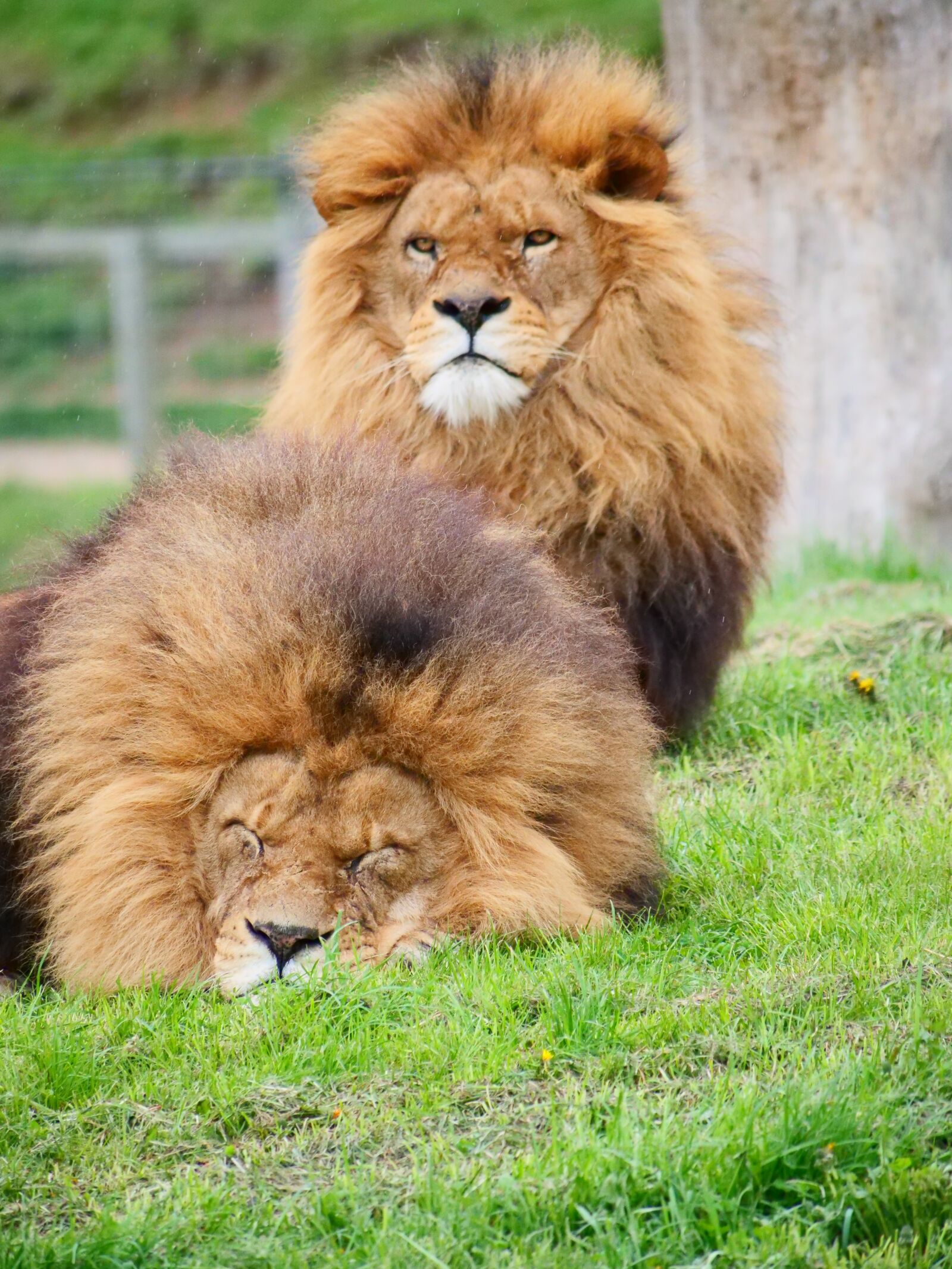 Panasonic Lumix DC-G9 sample photo. Cat, lion, mammal photography