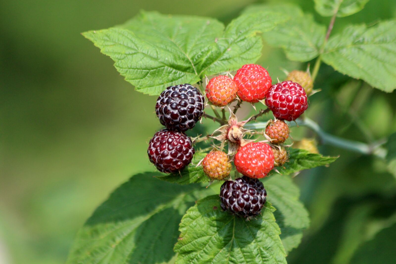 Canon EOS 650D (EOS Rebel T4i / EOS Kiss X6i) sample photo. Raspberry, black raspberry, plant photography