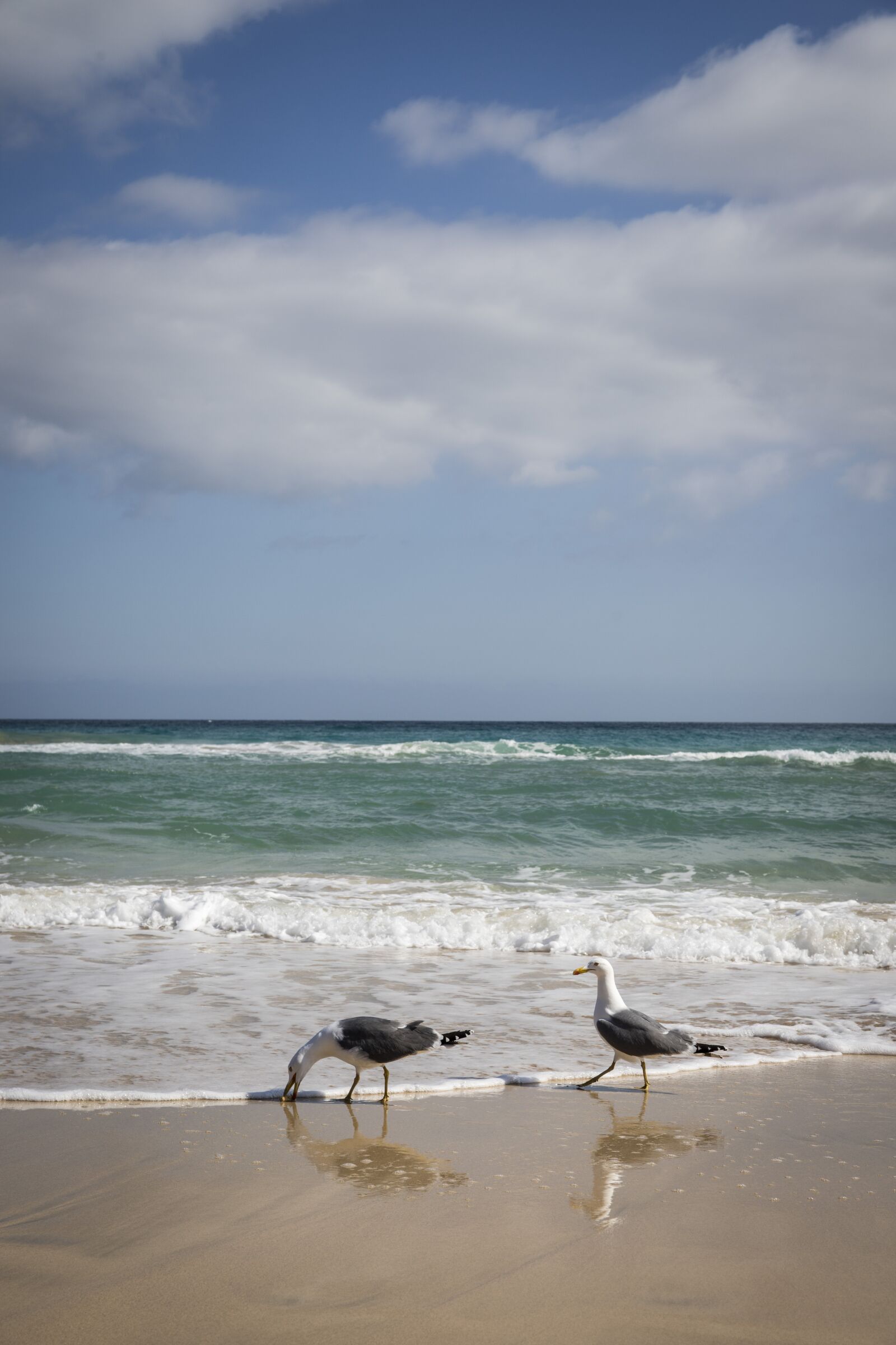 Canon EOS 6D Mark II sample photo. Seagulls, beach, sea photography