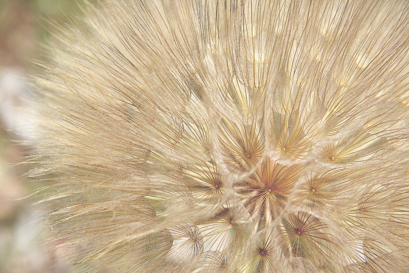 Canon EOS 4000D (EOS Rebel T100 / EOS 3000D) sample photo. Dandelion, plant, seeds photography