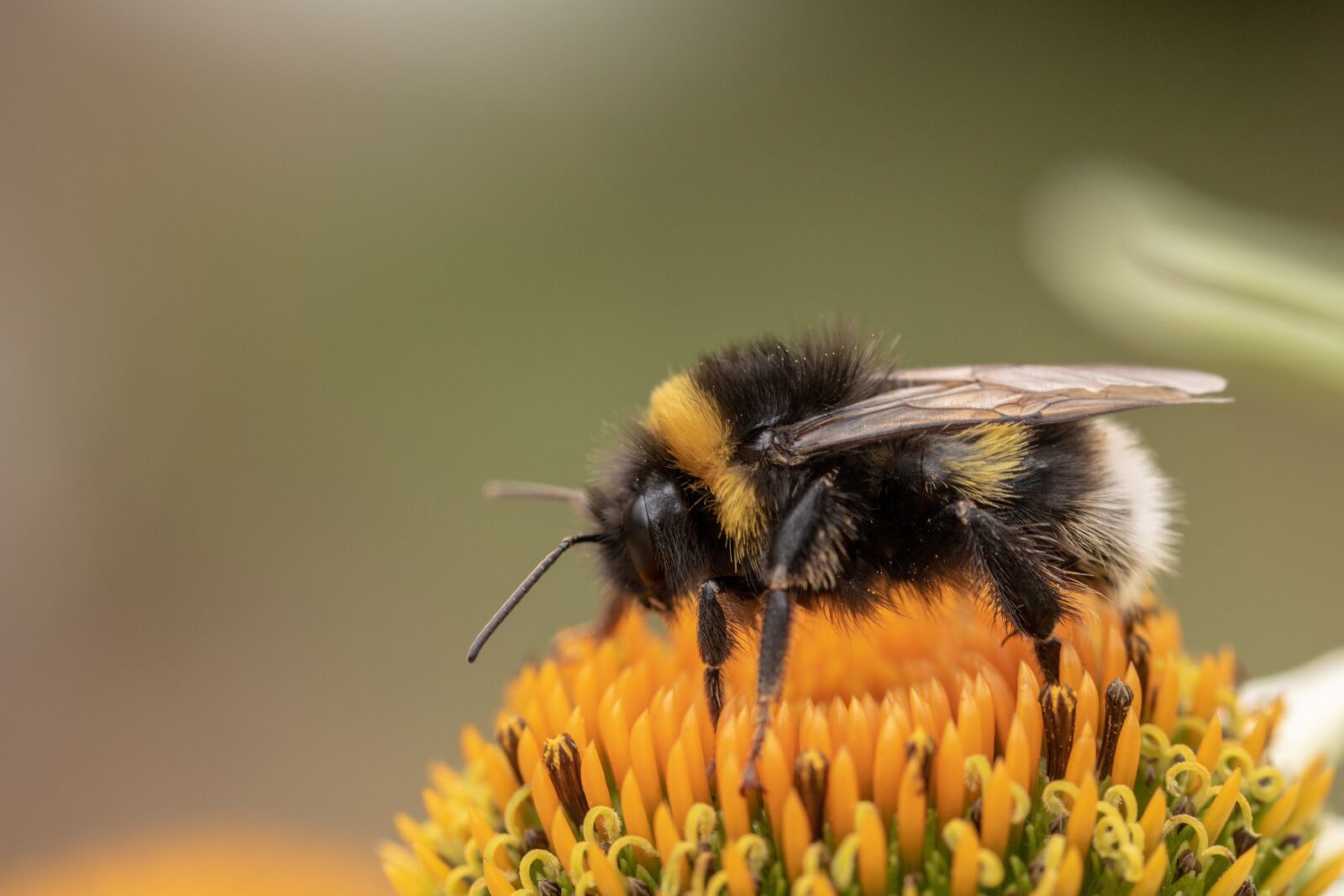 Canon EOS 750D (EOS Rebel T6i / EOS Kiss X8i) sample photo. Heath-the bumble bee, kryptarum-the photography