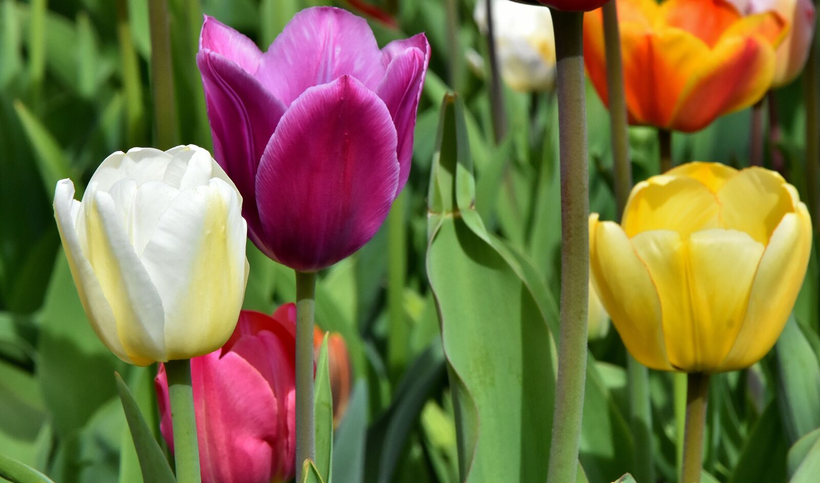 Nikon D7200 sample photo. Tulips, flowers, colorful photography