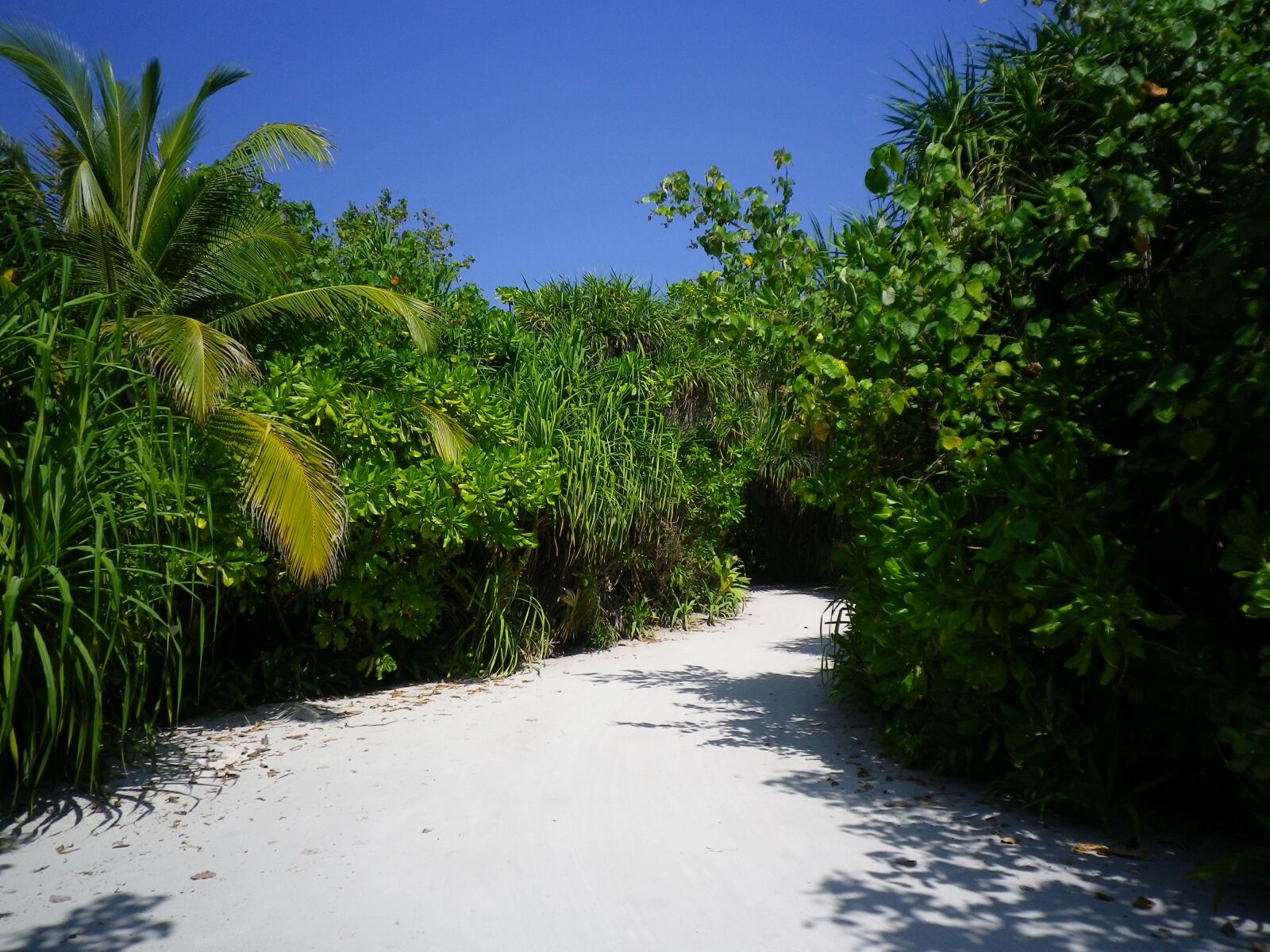 Pentax Optio H90 sample photo. Sand road, palm, plant photography