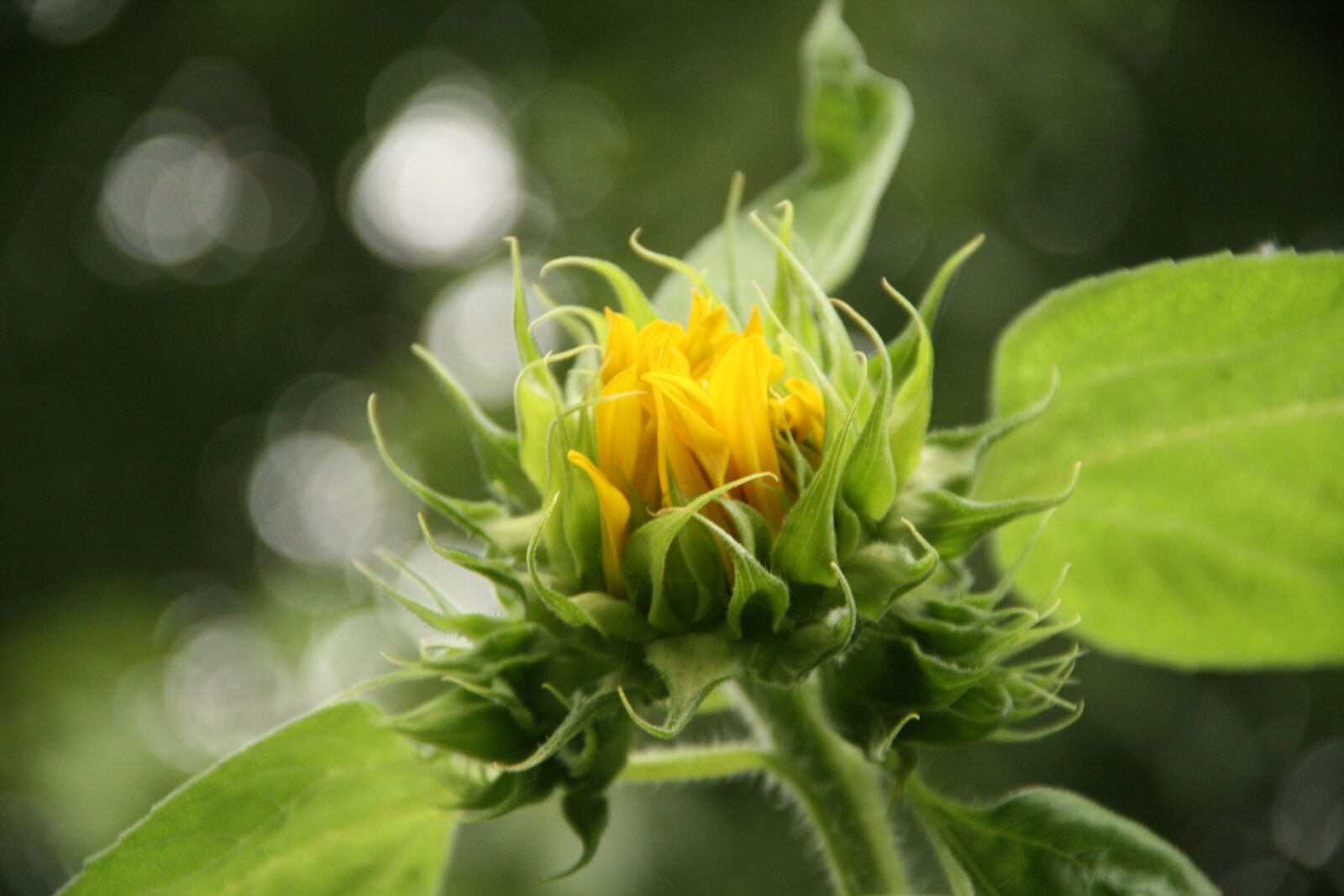 Canon EOS 400D (EOS Digital Rebel XTi / EOS Kiss Digital X) sample photo. Sunflower, yellow, macro photography