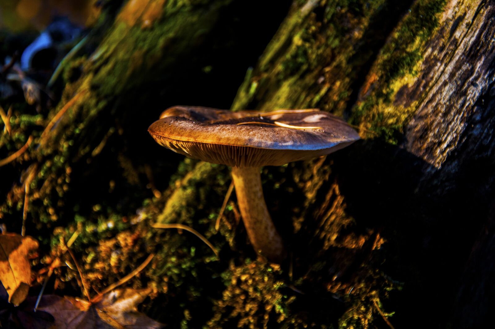 Nikon D90 sample photo. Autumn, mushroom, forest photography