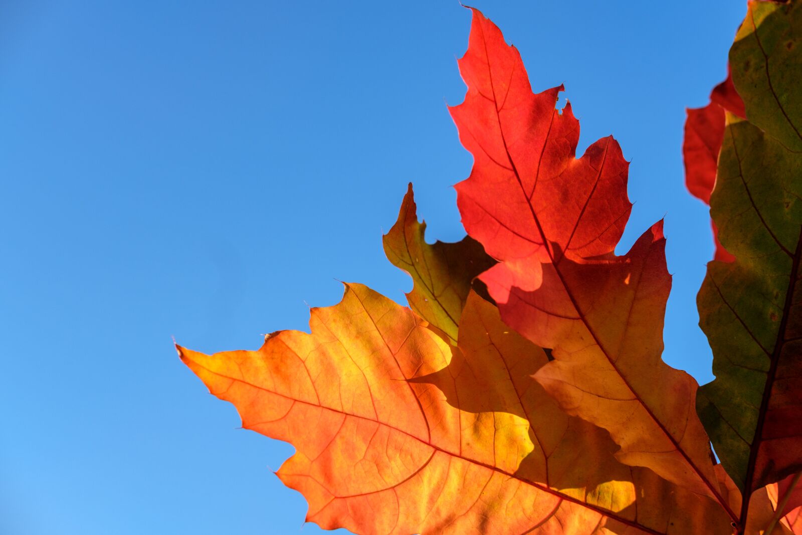 Fujifilm X-T2 + Fujifilm XF 35mm F2 R WR sample photo. Leaf, colorful, color photography