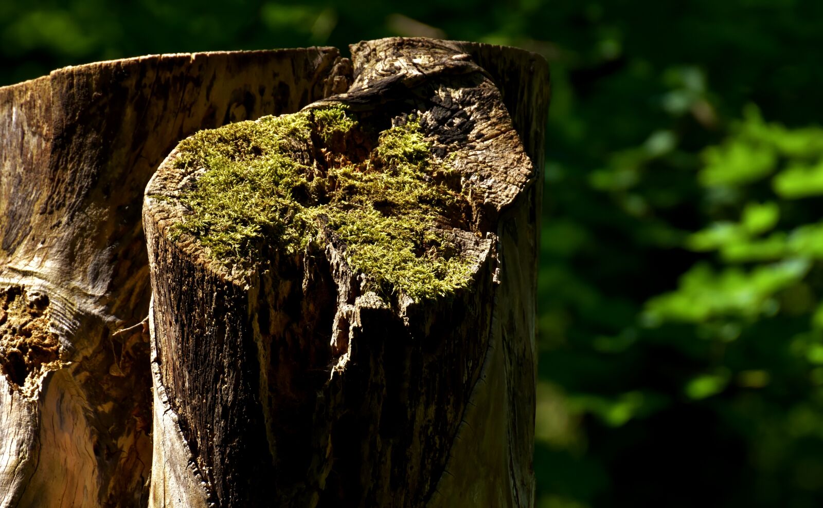 Nikon D7200 sample photo. Log, forest, moss photography