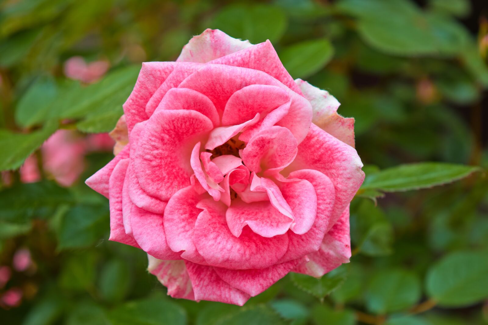 Nikon D3300 sample photo. Flowers, roses, culture roses photography