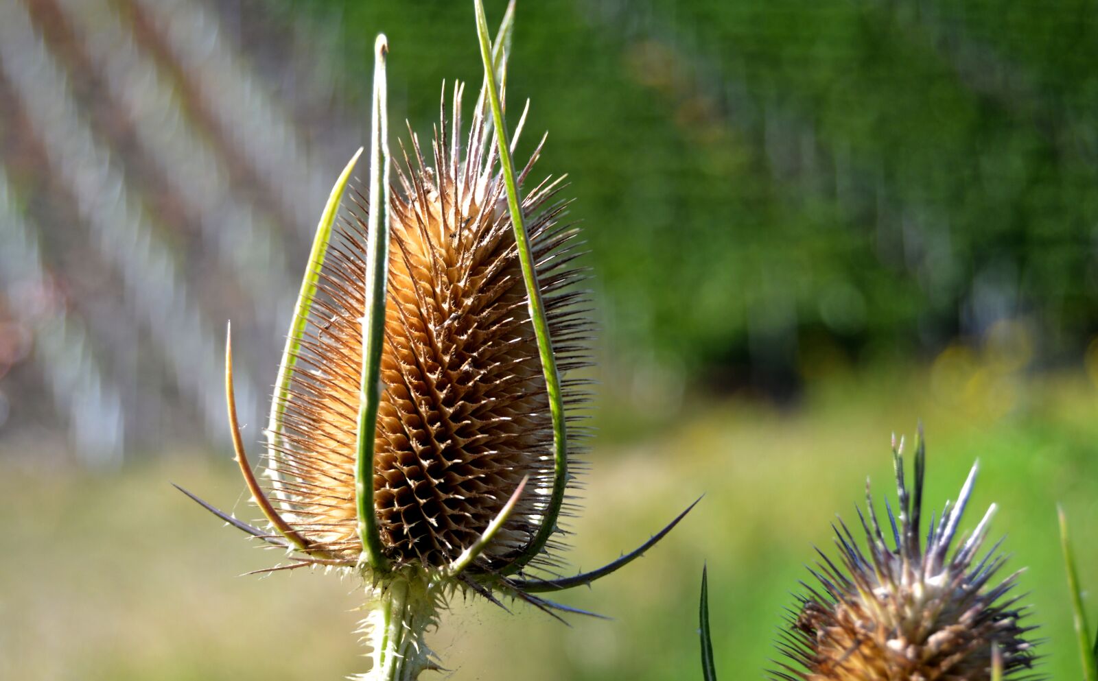 Nikon D3200 sample photo. Thistle, dry, head photography