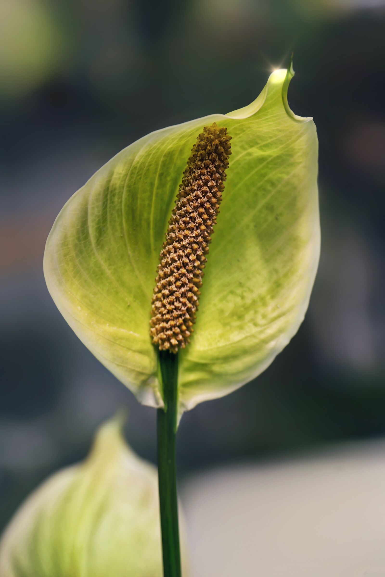 Nikon D3S sample photo. Flower, anthurium, garden photography