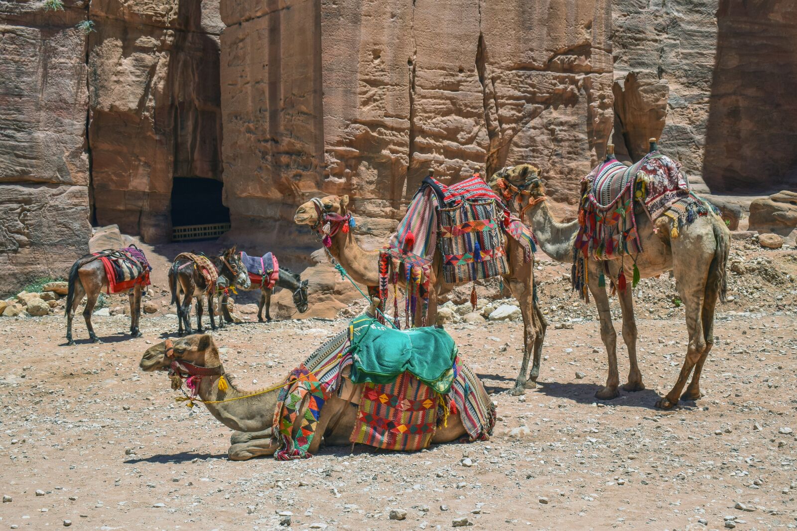 Nikon D3300 sample photo. Camels, donkeys, transportation photography