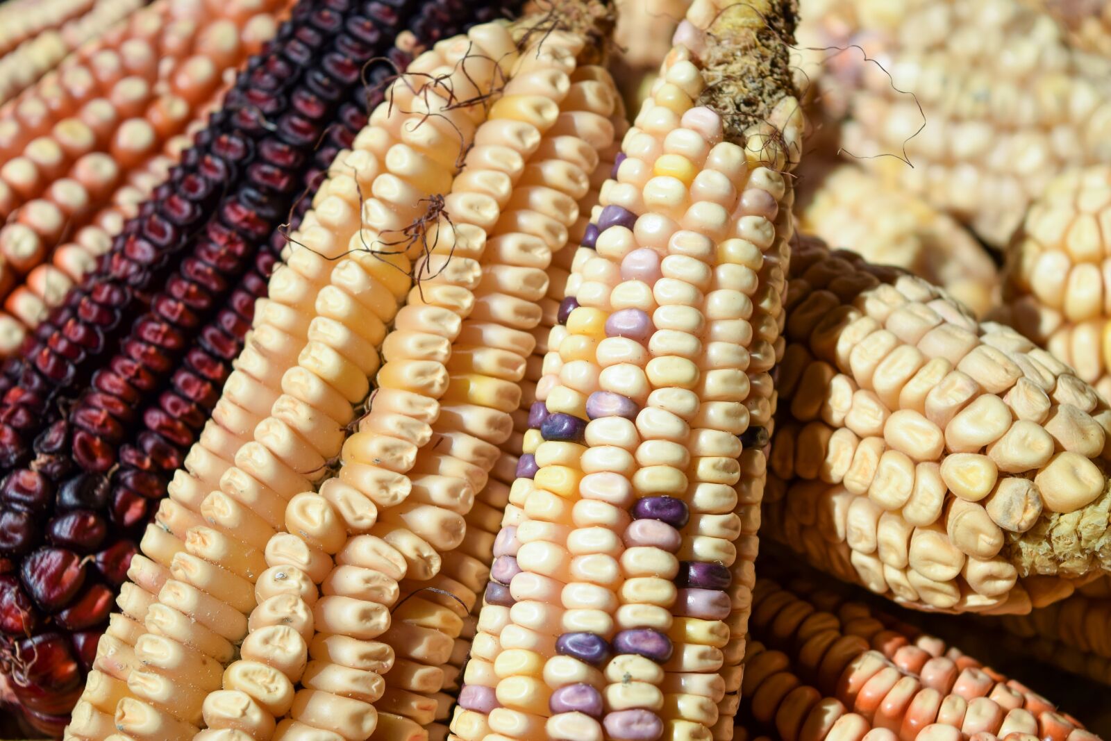 Nikon D3300 sample photo. Corn, harvest, food photography