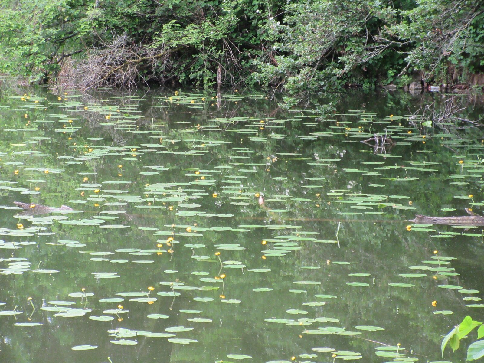 Canon PowerShot ELPH 360 HS (IXUS 285 HS / IXY 650) sample photo. Lake, water lilies, pond photography