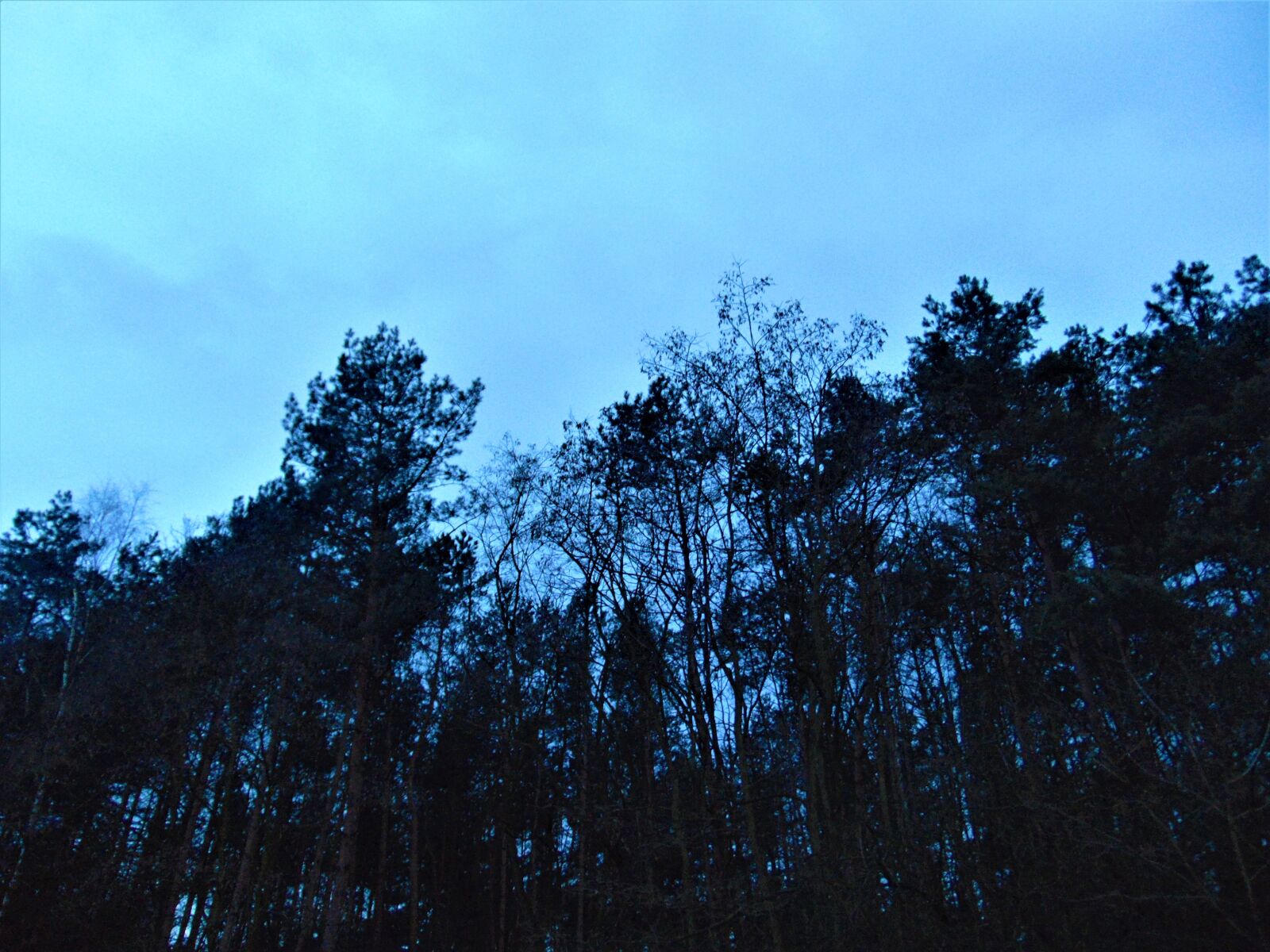 Sony Cyber-shot DSC-H300 sample photo. Forest, sky, trees photography