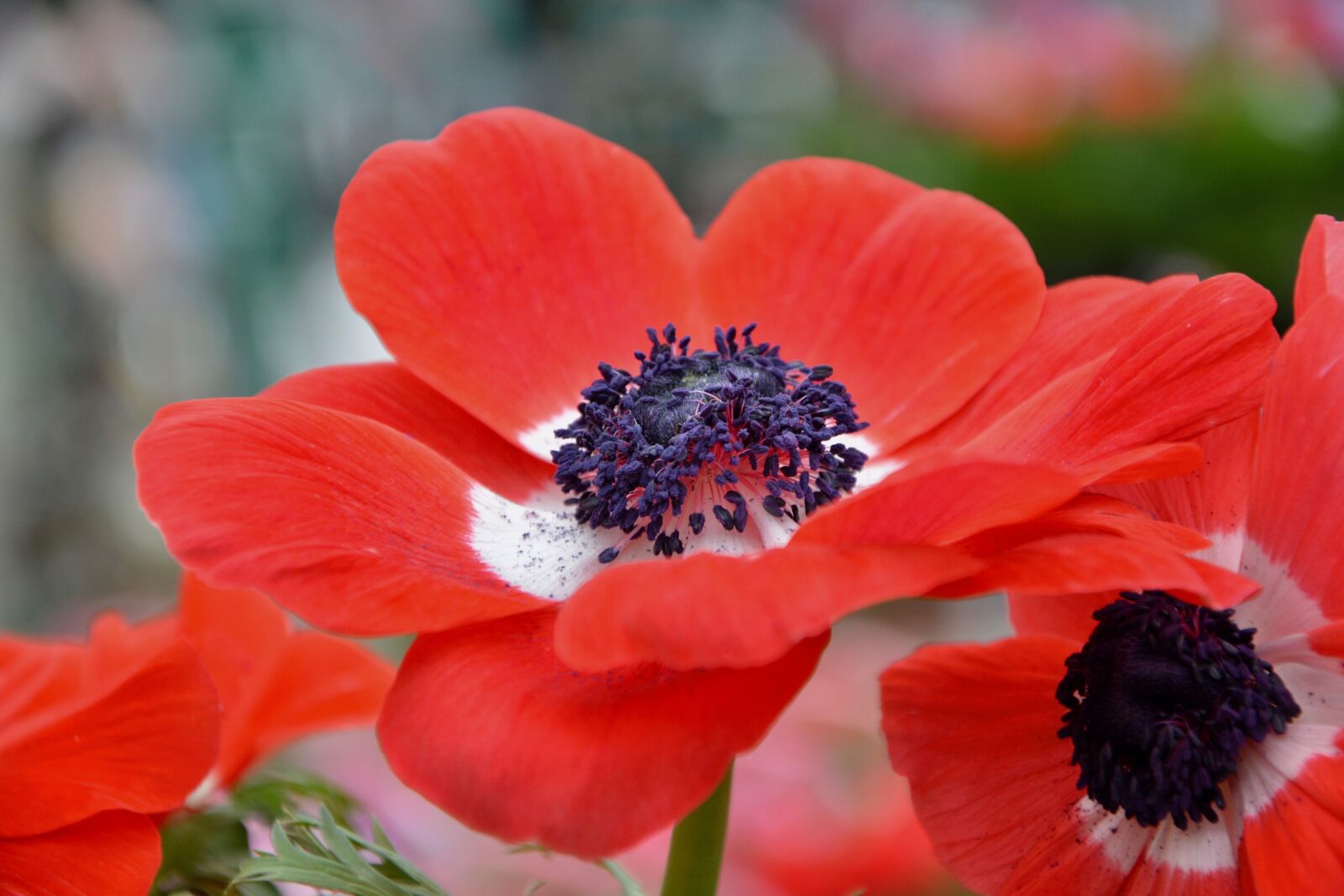 Nikon D5200 sample photo. Flower, red flower, plant photography