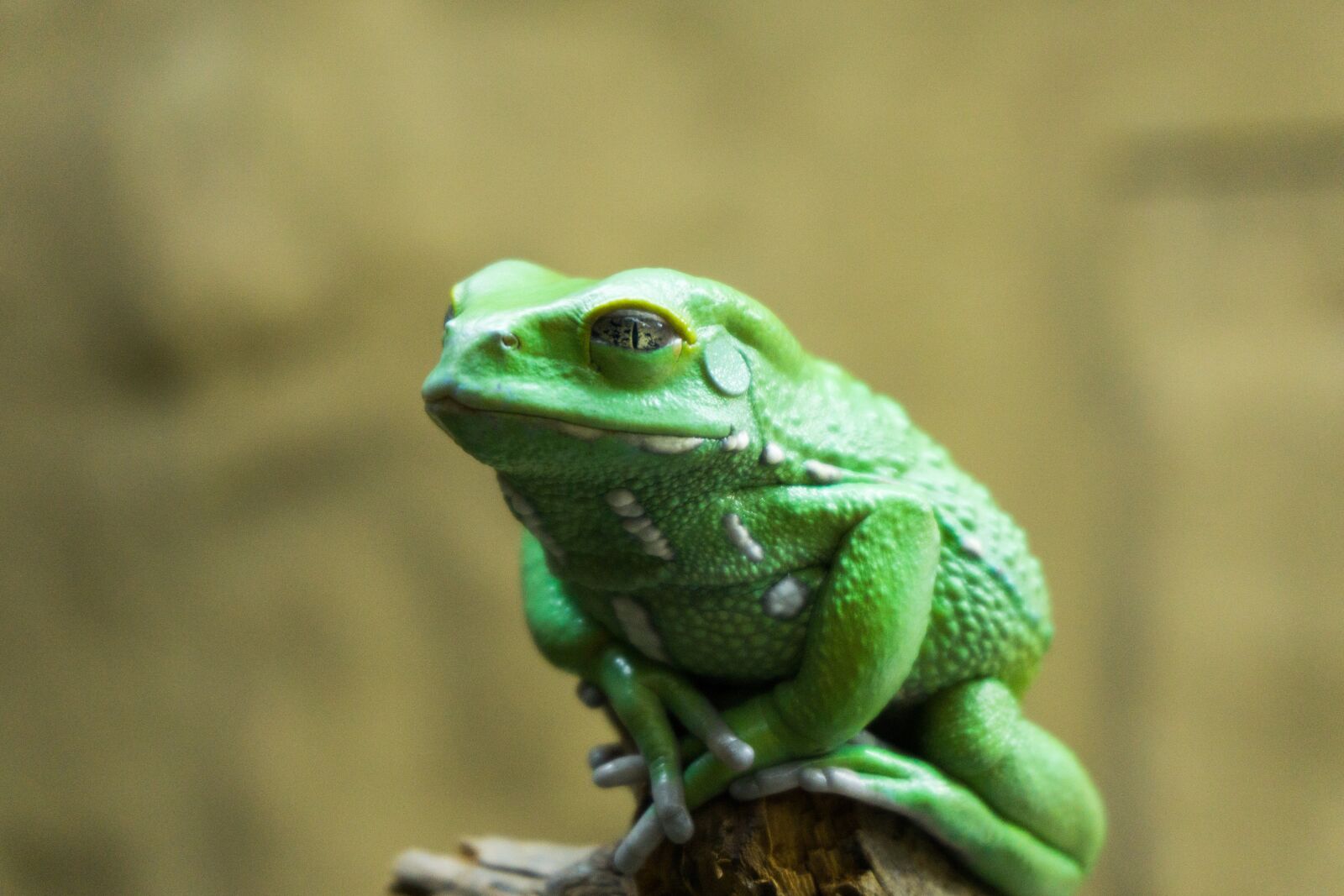 Sony a6000 sample photo. Wildlife, animal, nature photography